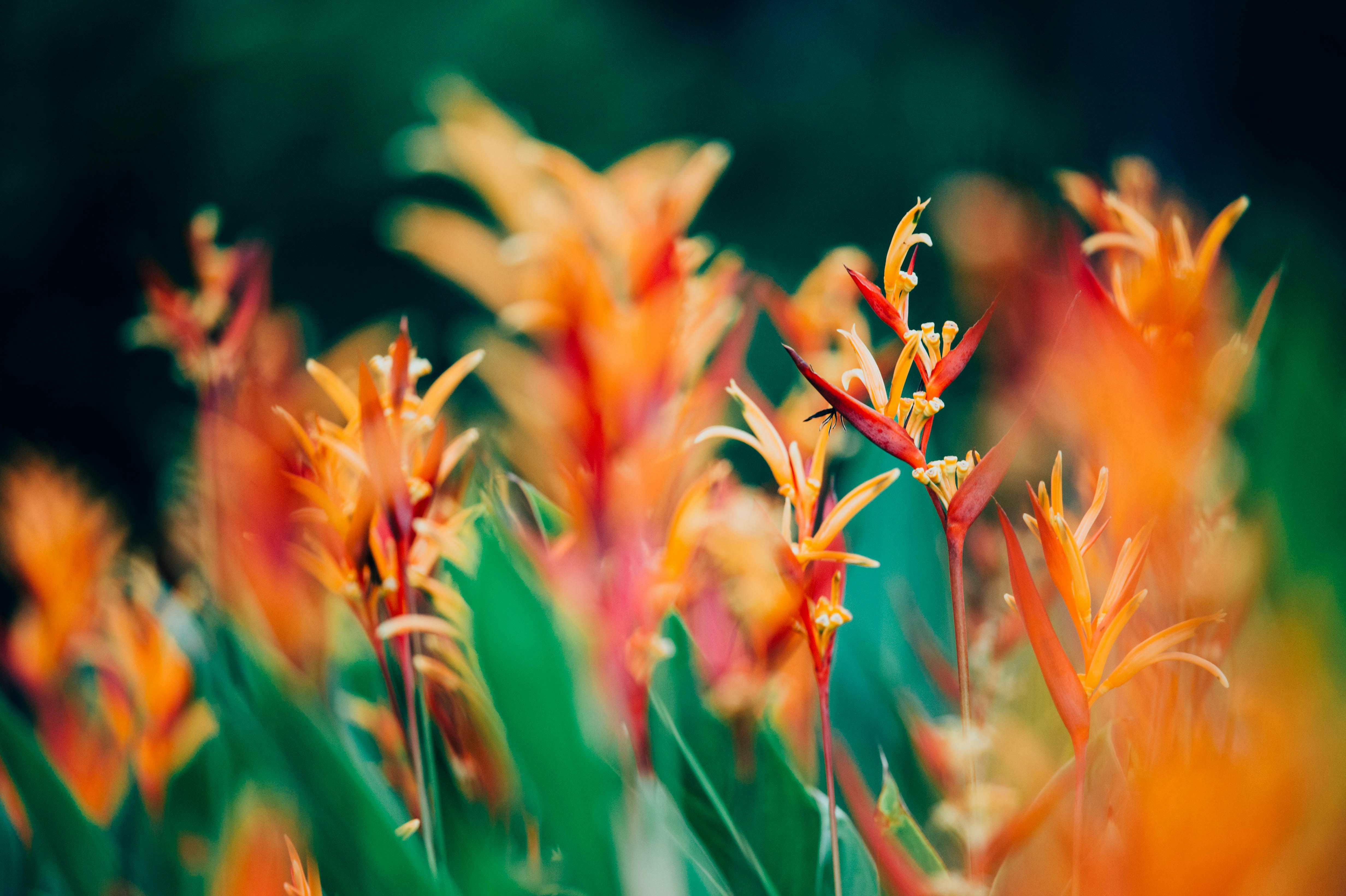 Blooming Orange Heliconia Flowers