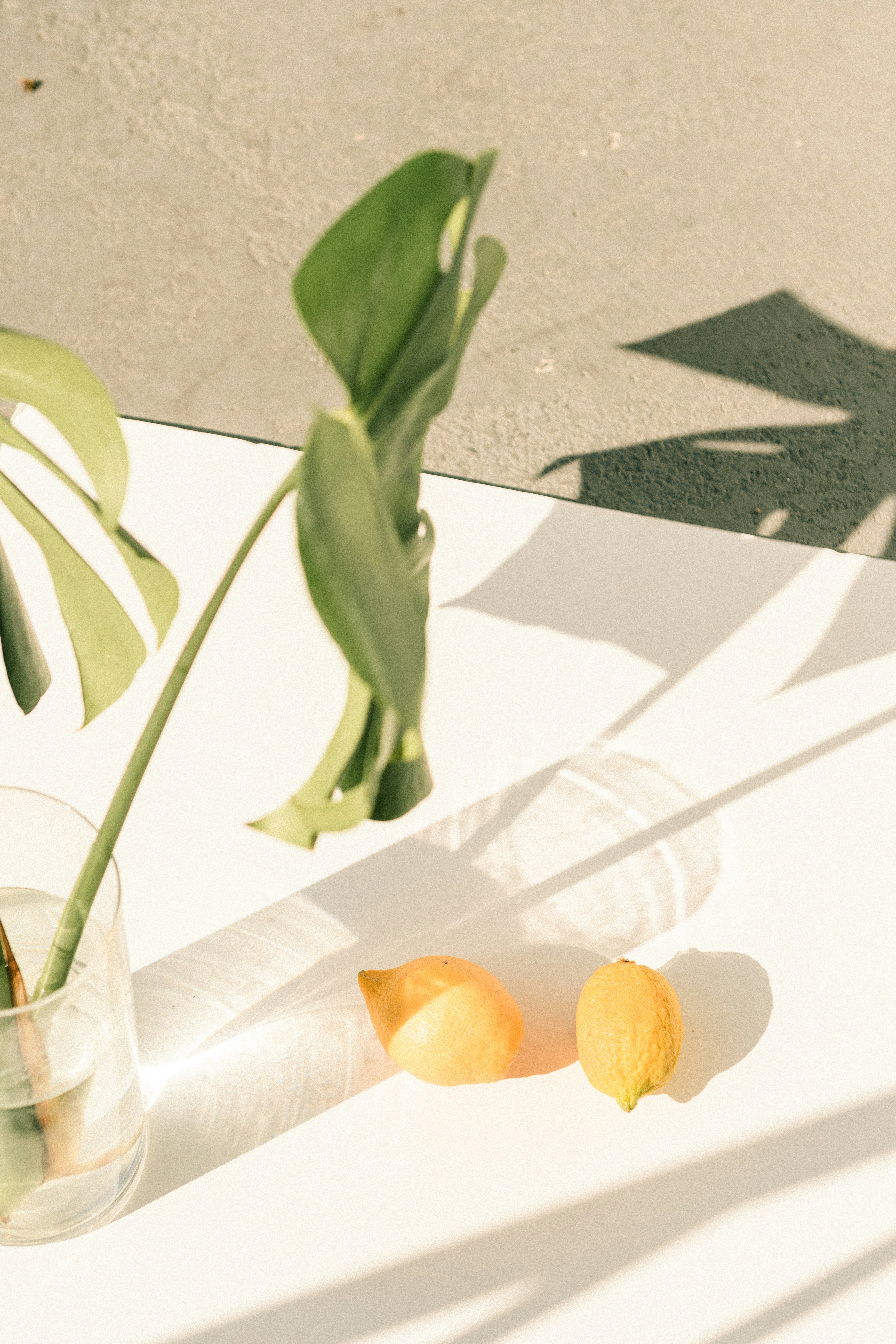 Sunlit Table With Monstera and Lemons