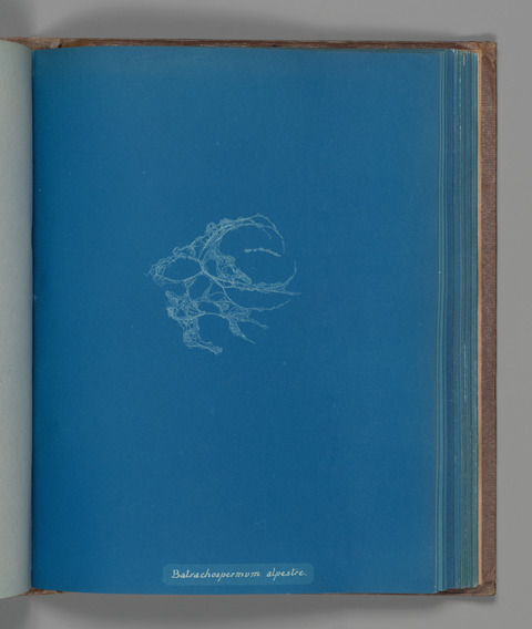 Cyanotype of Batrachospermum alpestre