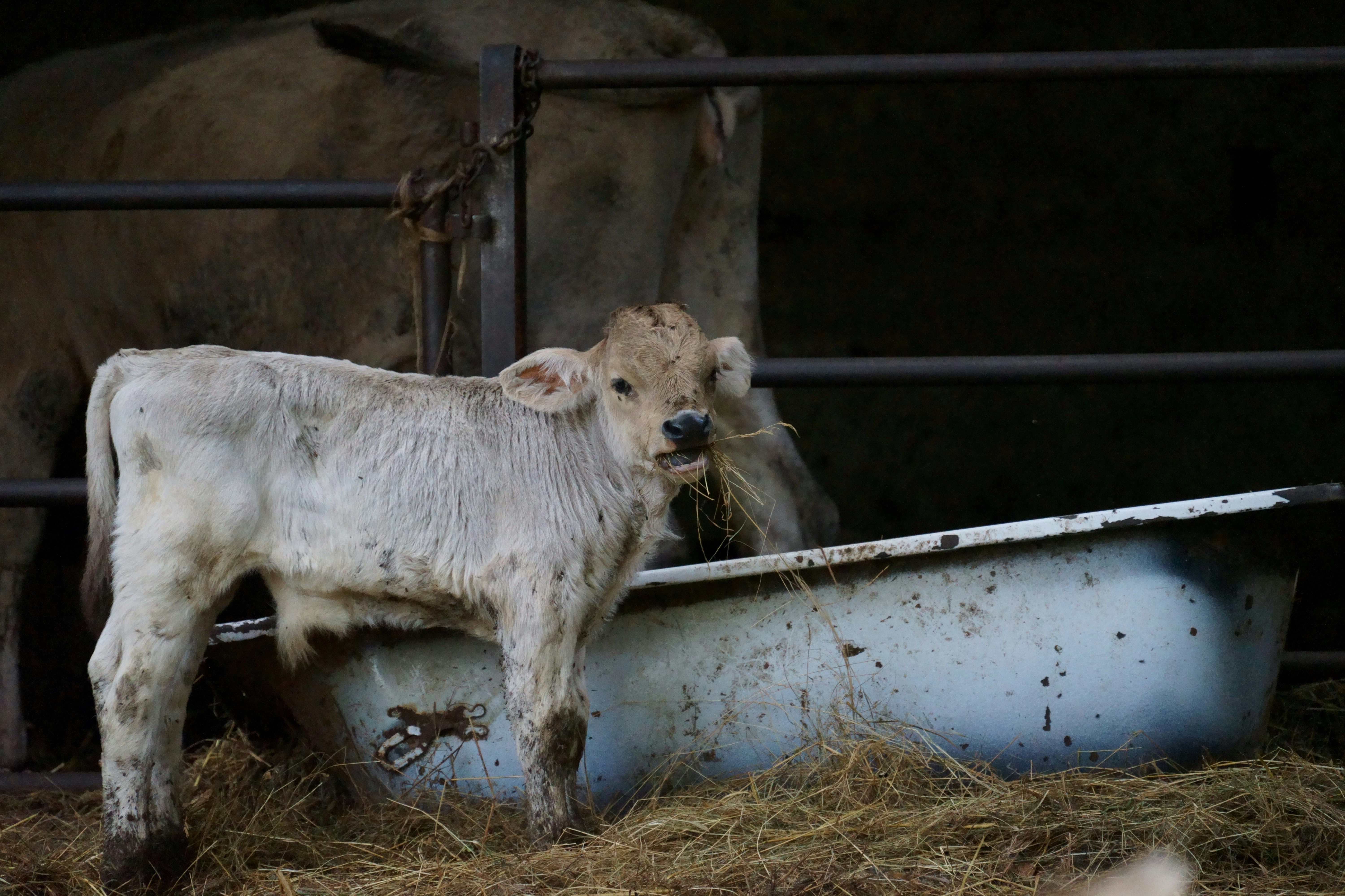 Young Calf Chewing Hay in Barn