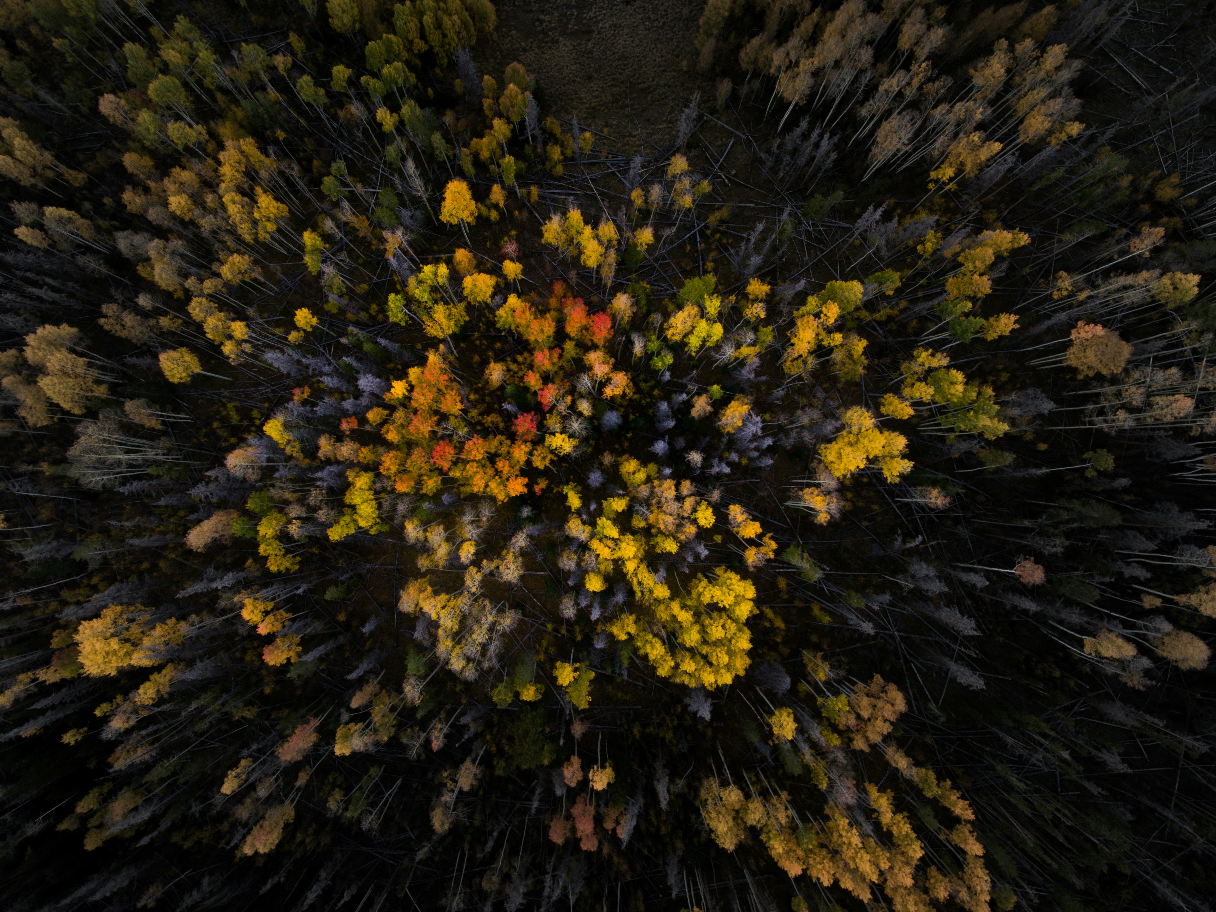 Aerial View of Autumn Forest