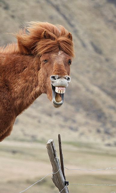 Laughing Chestnut Horse