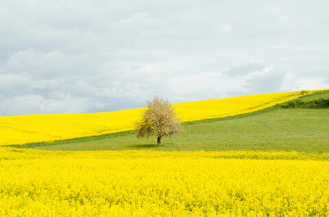 Lone Tree in Yellow Rapeseed Fields