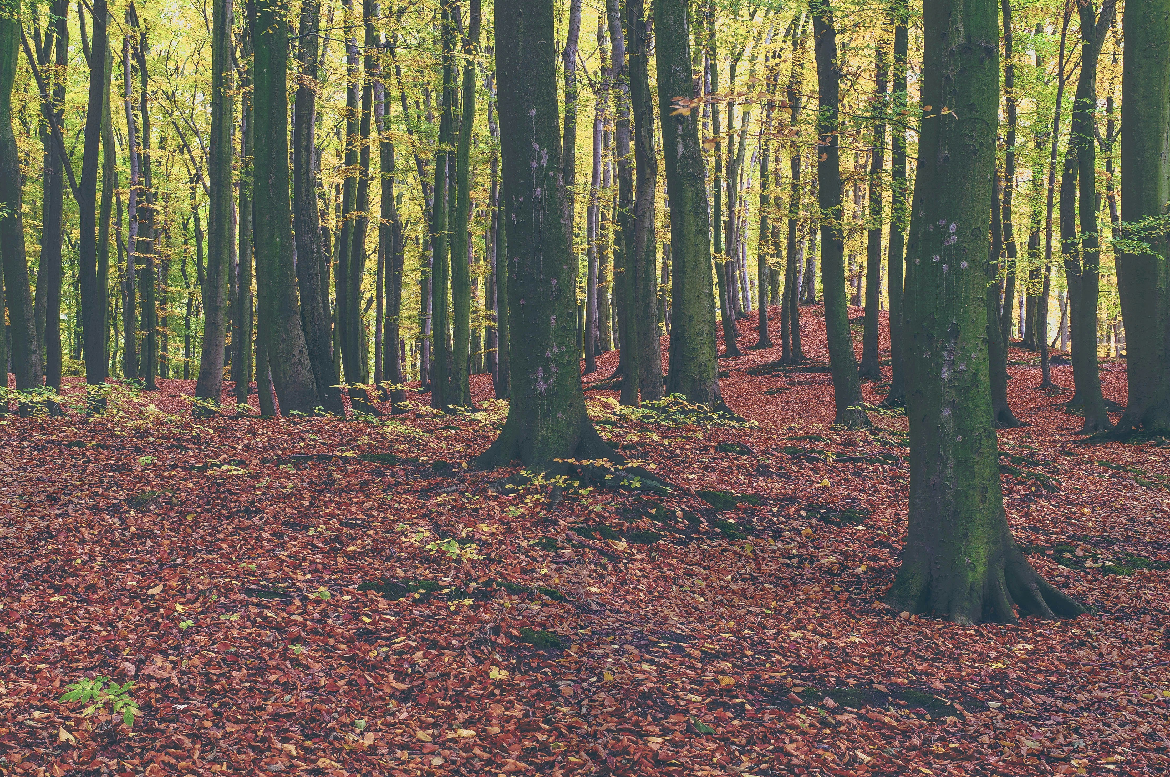 Autumn Forest Landscape
