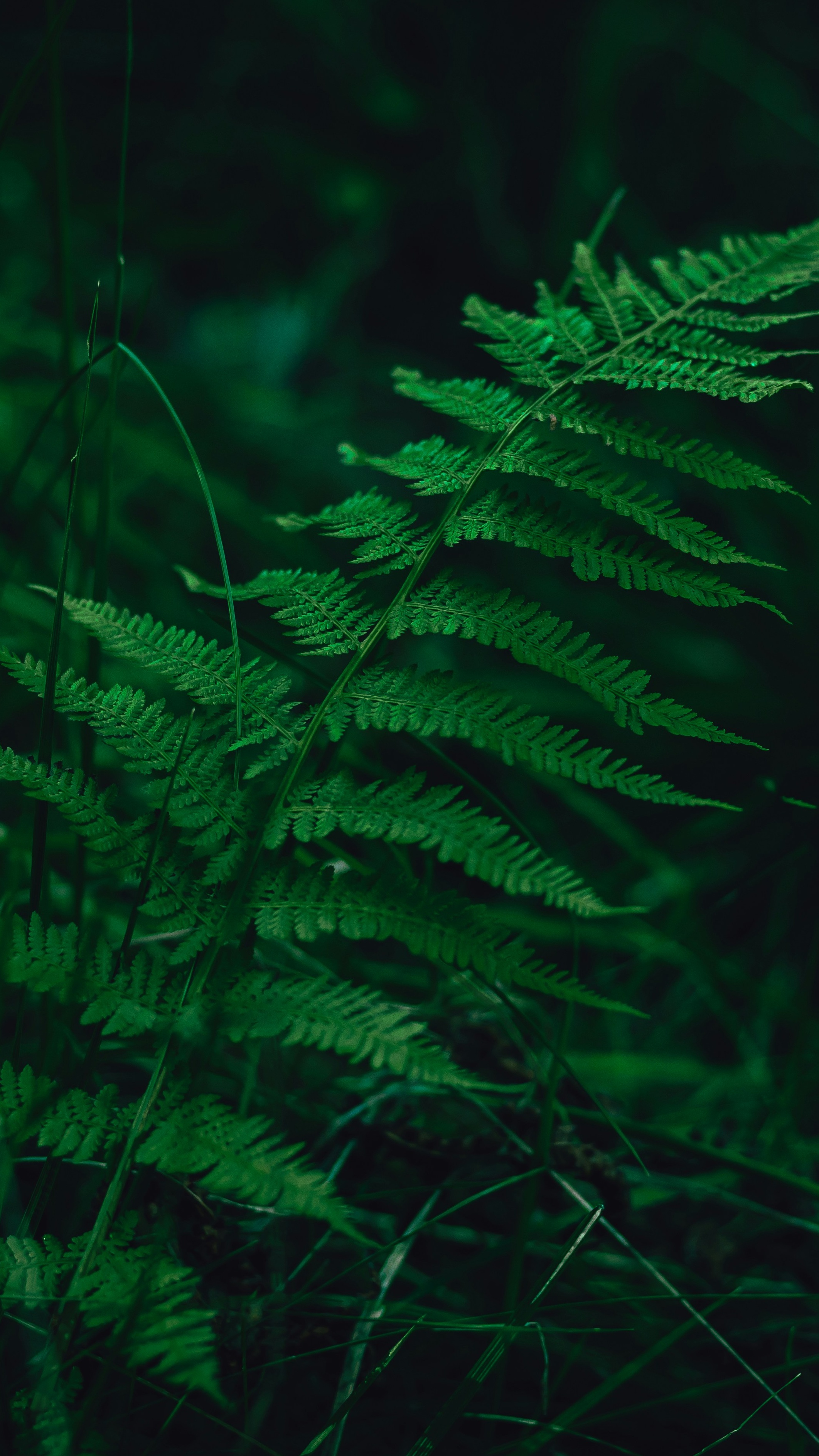 Wallpapers