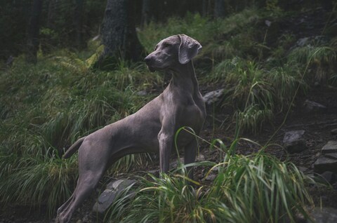 Weimaraner Dog in the Forest