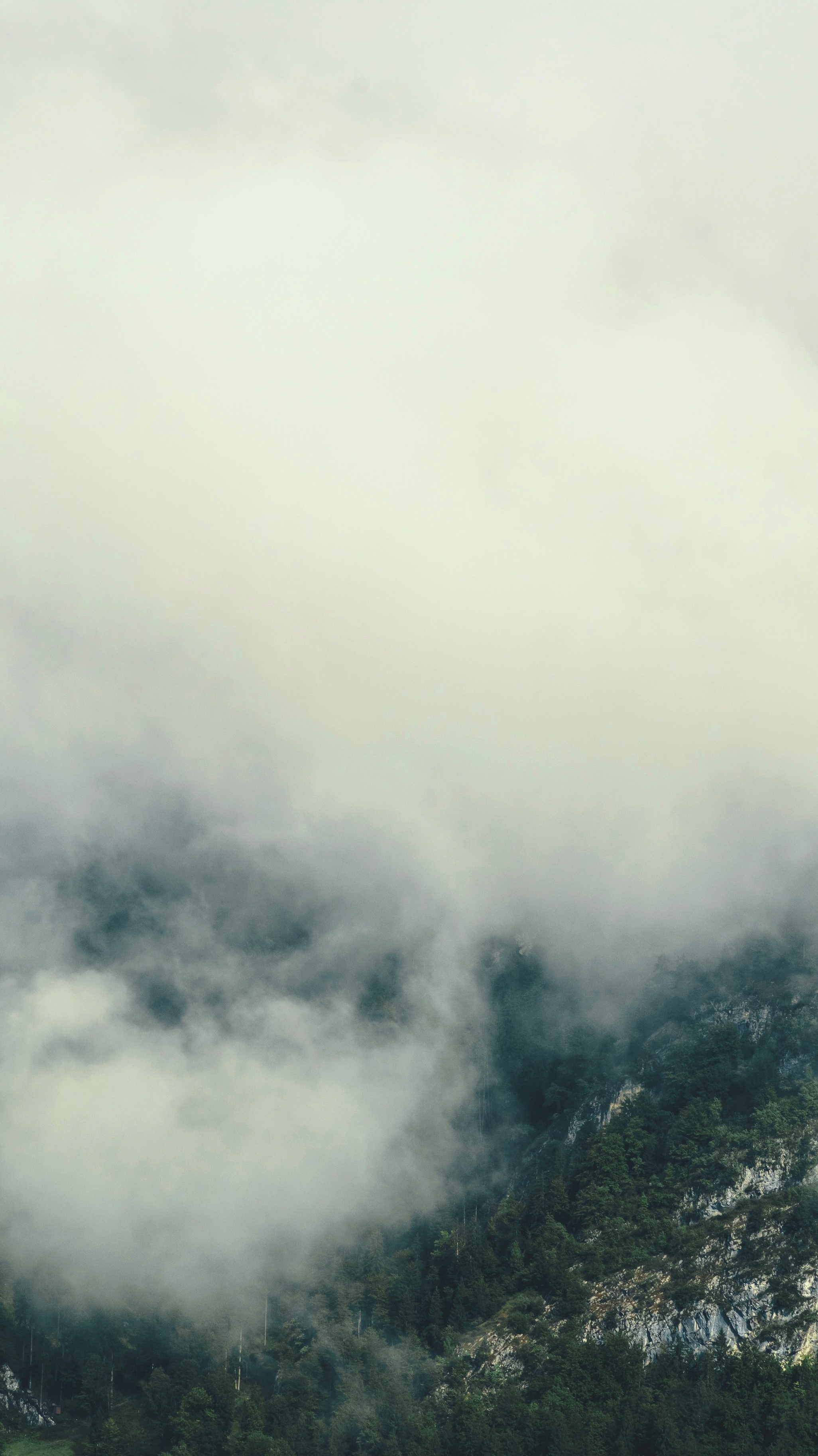 Foggy Forested Mountain Slope