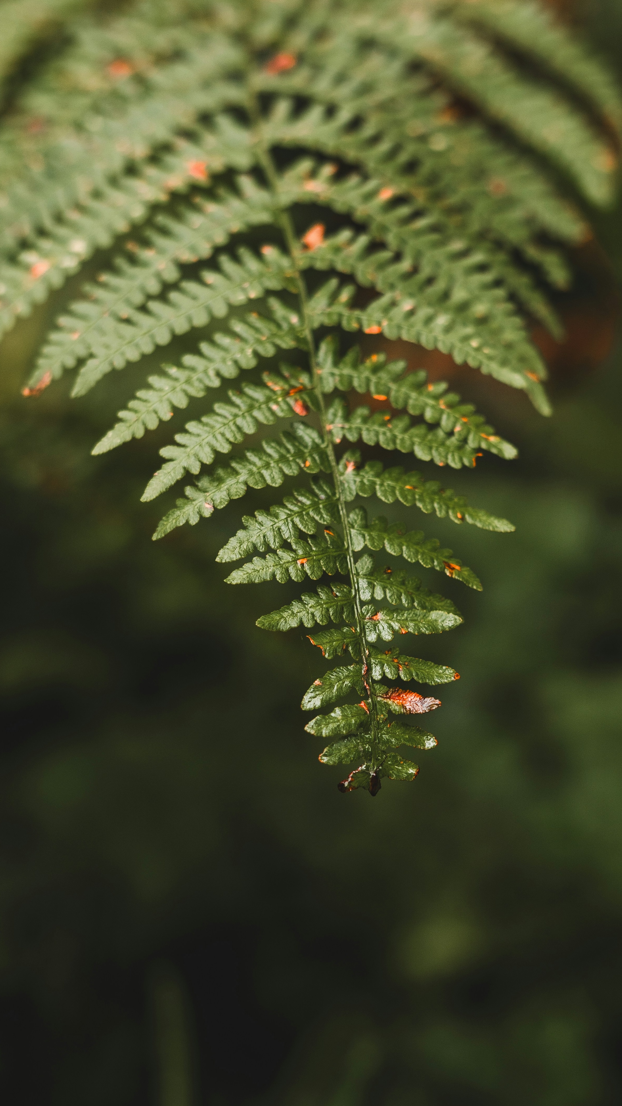 Close-up of a Fern Frond