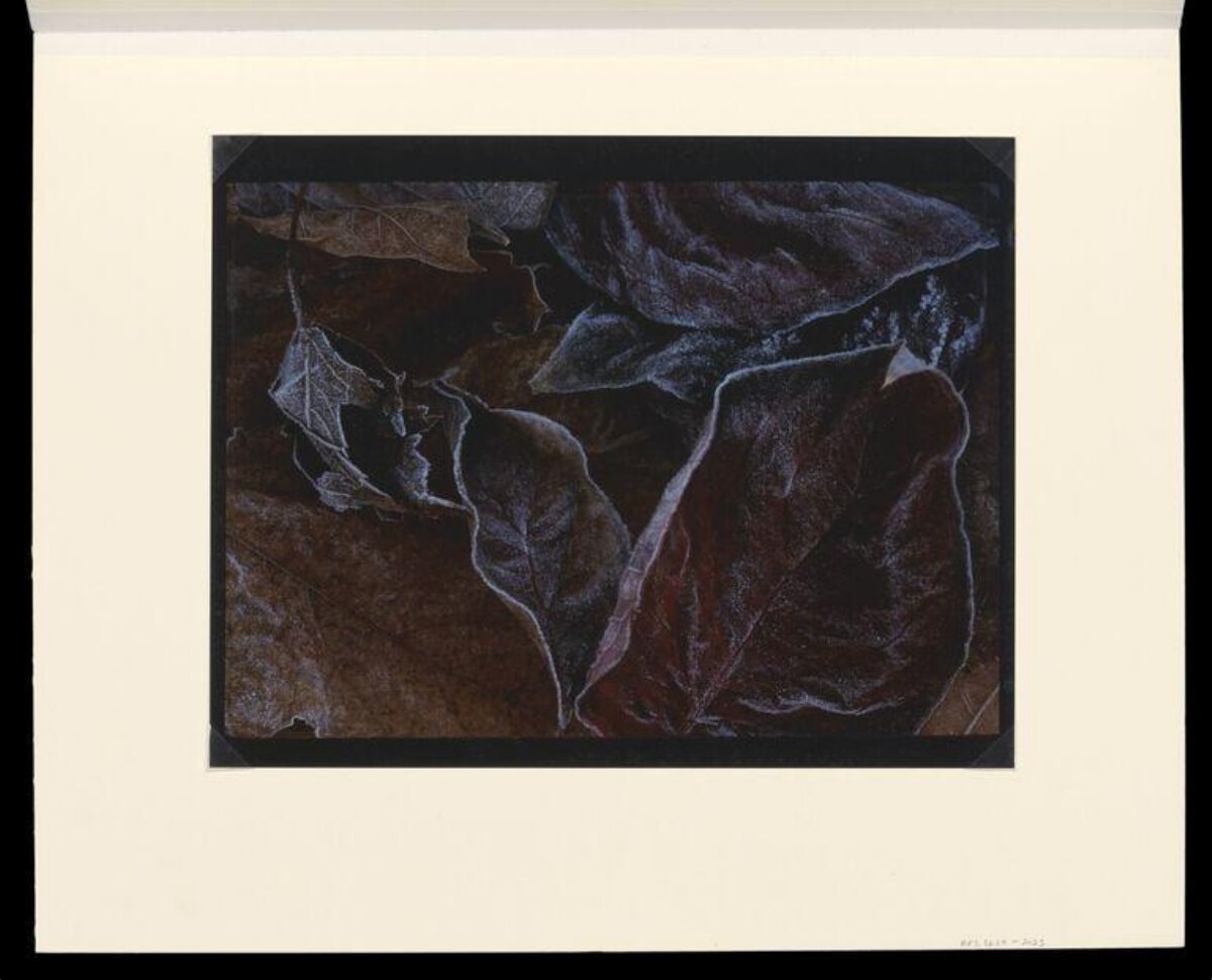 Frosted Fallen Dried Leaves