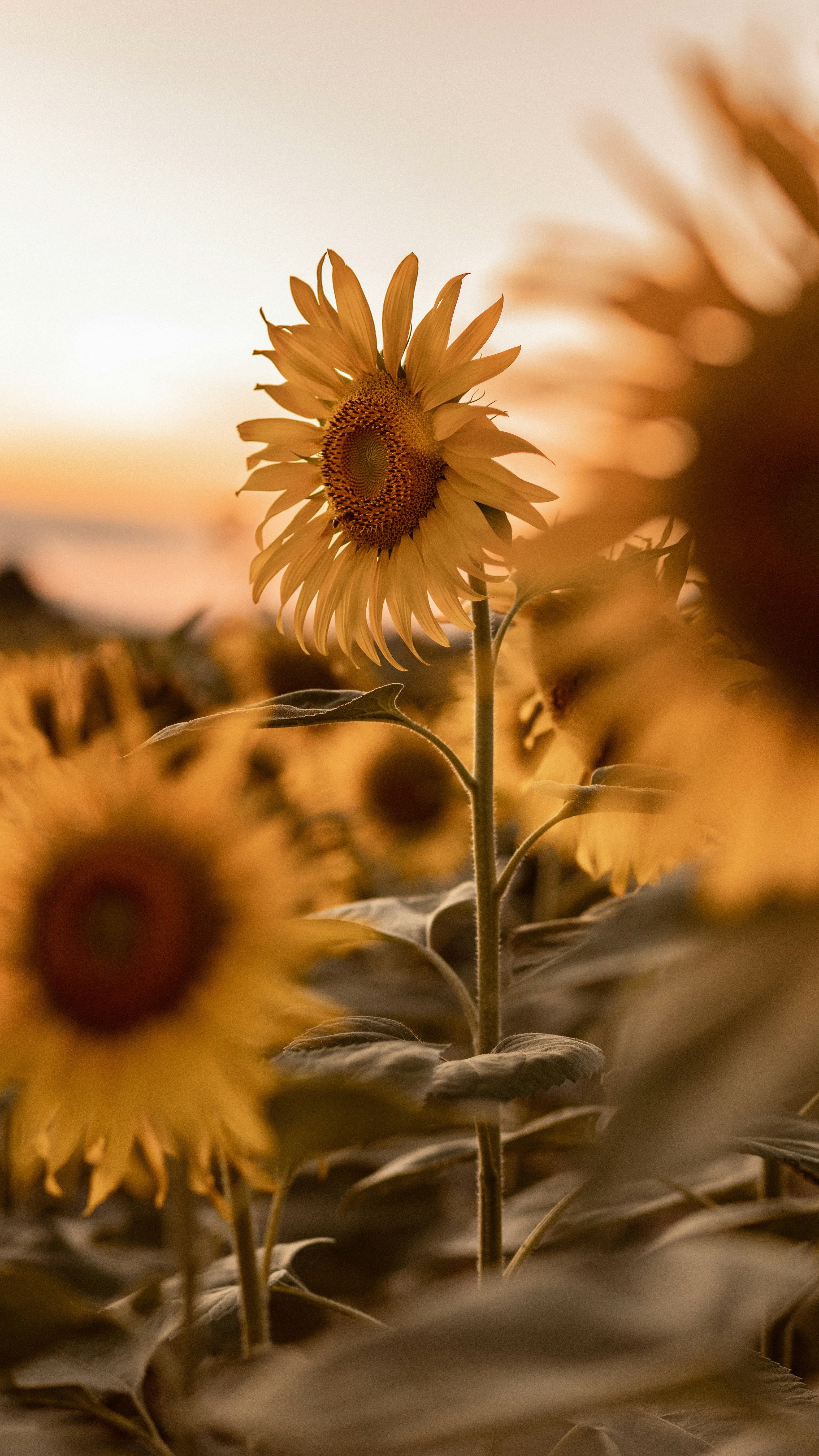 Wallpapers