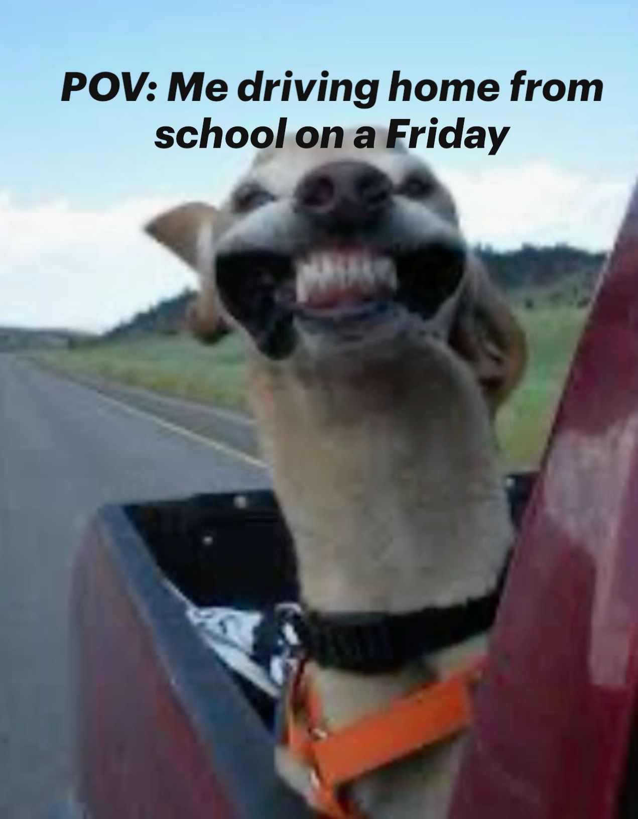 Smiling Dog Friday Meme