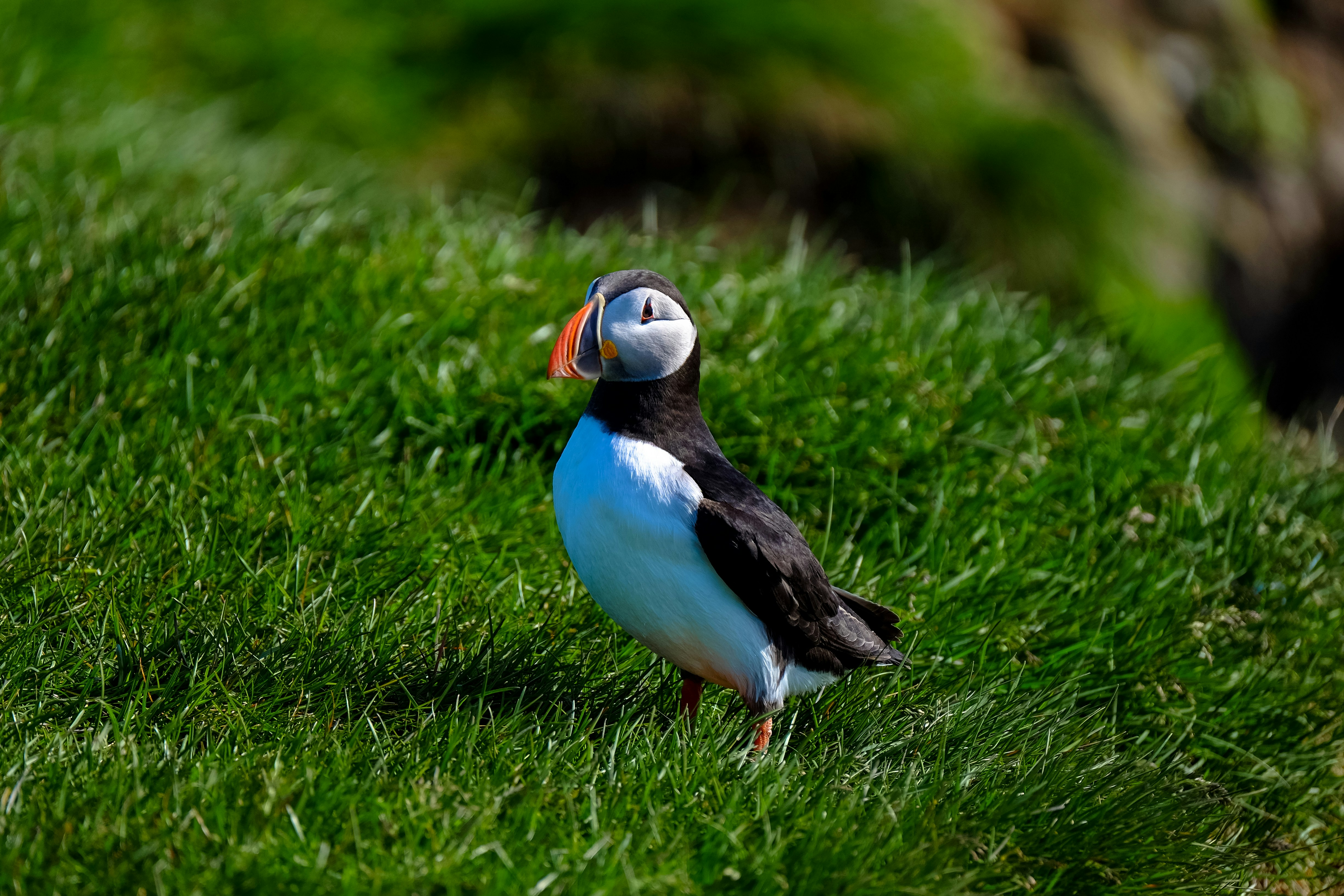 Atlantic Puffin on Green Grass
