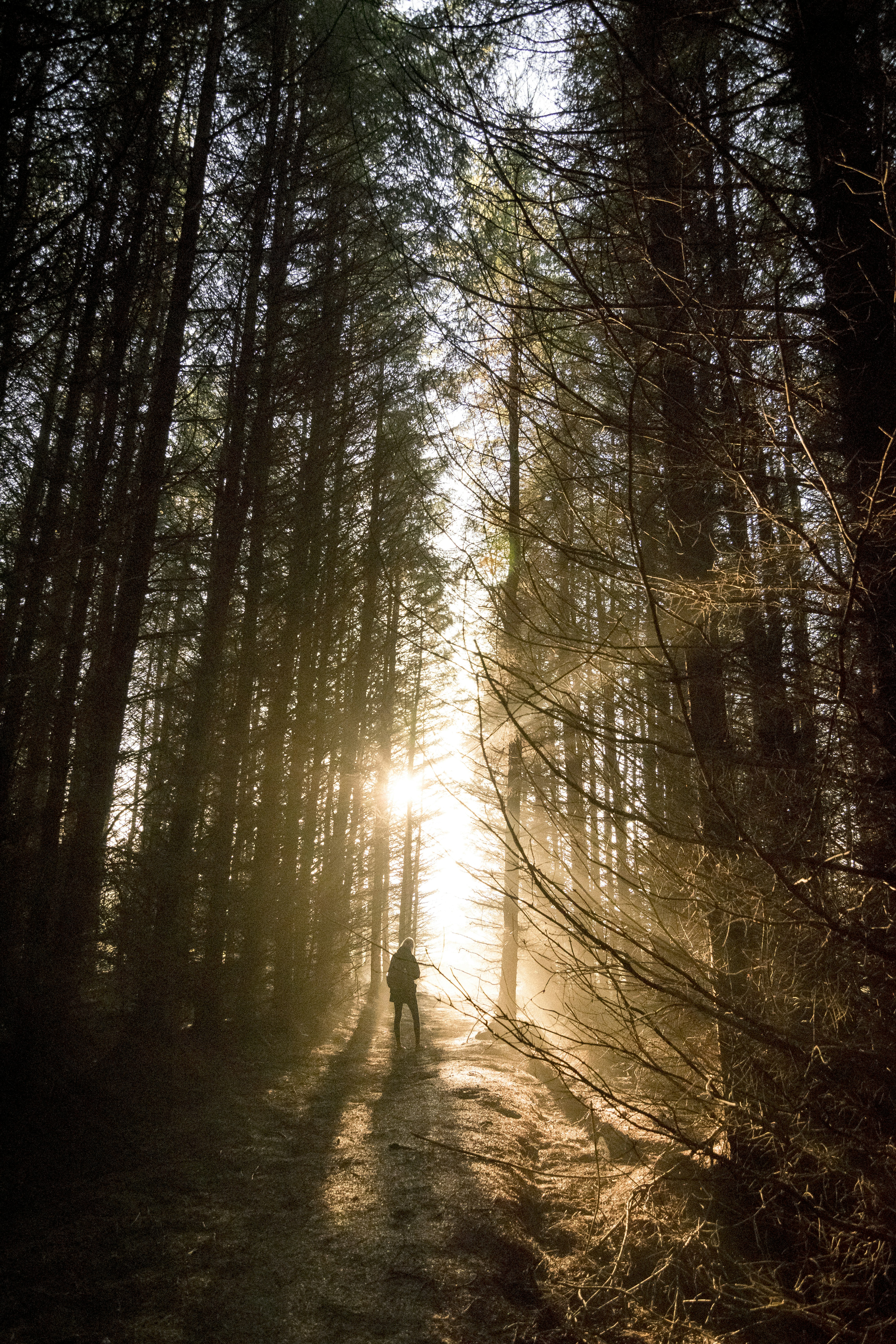 Hiker on Sunlit Forest Path