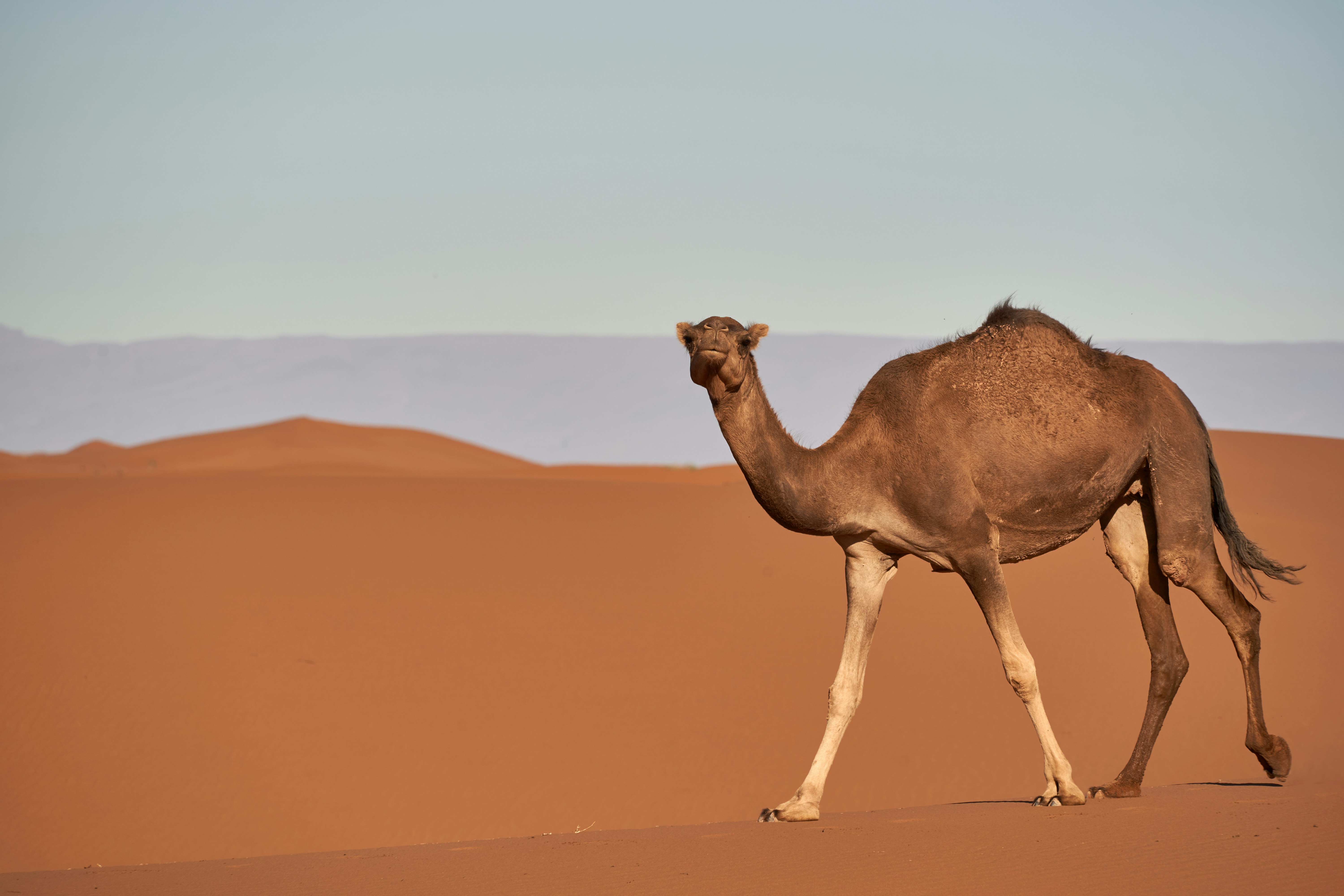 Dromedary Camel Walking in Desert