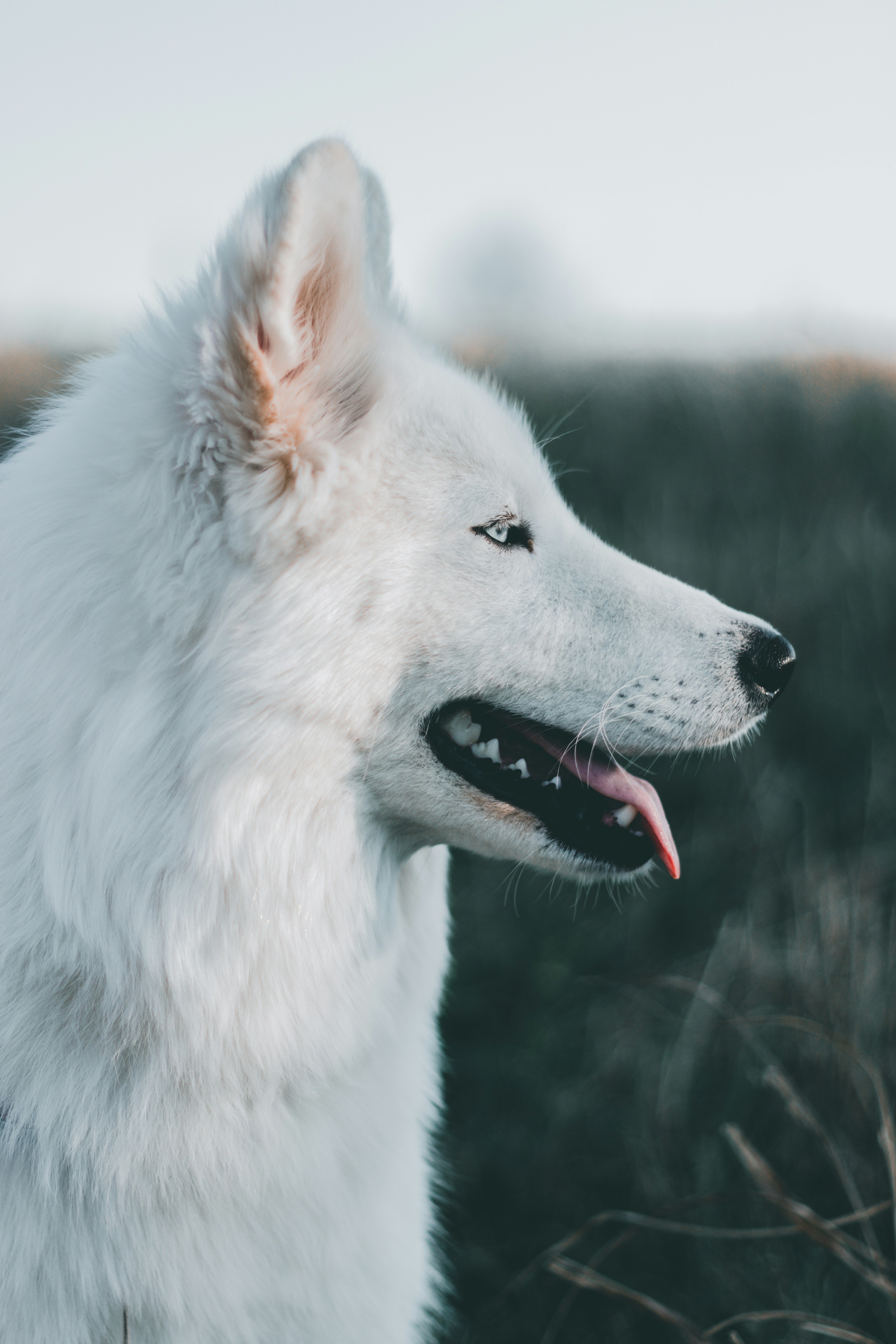 Side Profile of White German Shepherd