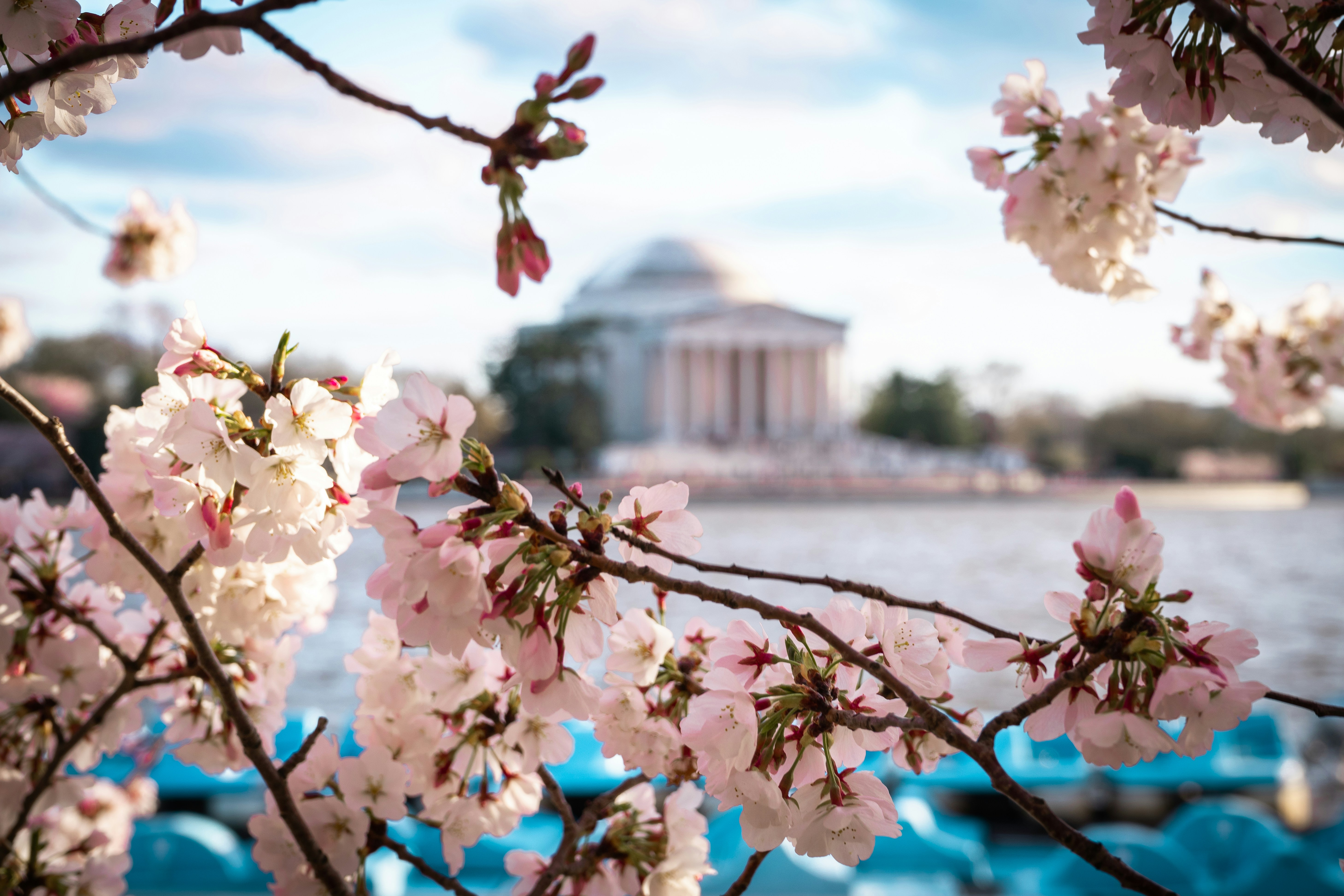 Cherry Blossoms by Jefferson Memorial