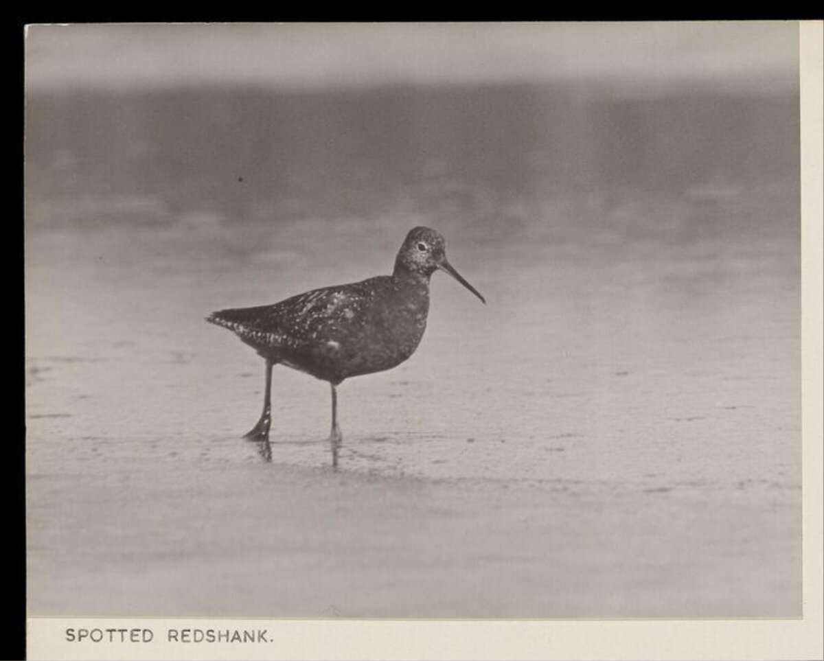 Spotted Redshank in Shallow Water