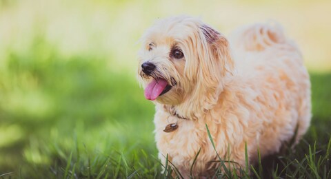 Fluffy Dog on Green Grass