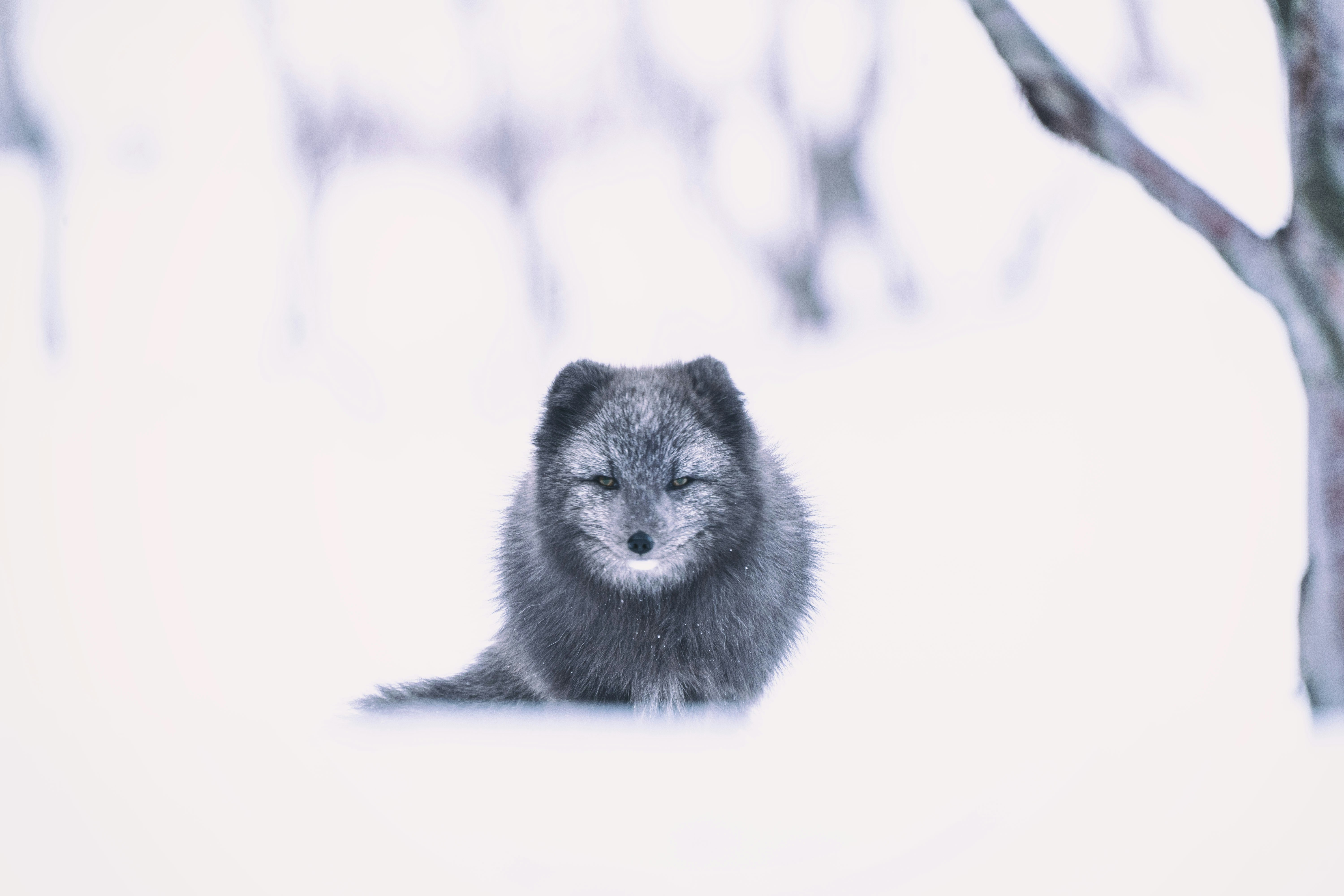 Arctic Fox Resting in Snow