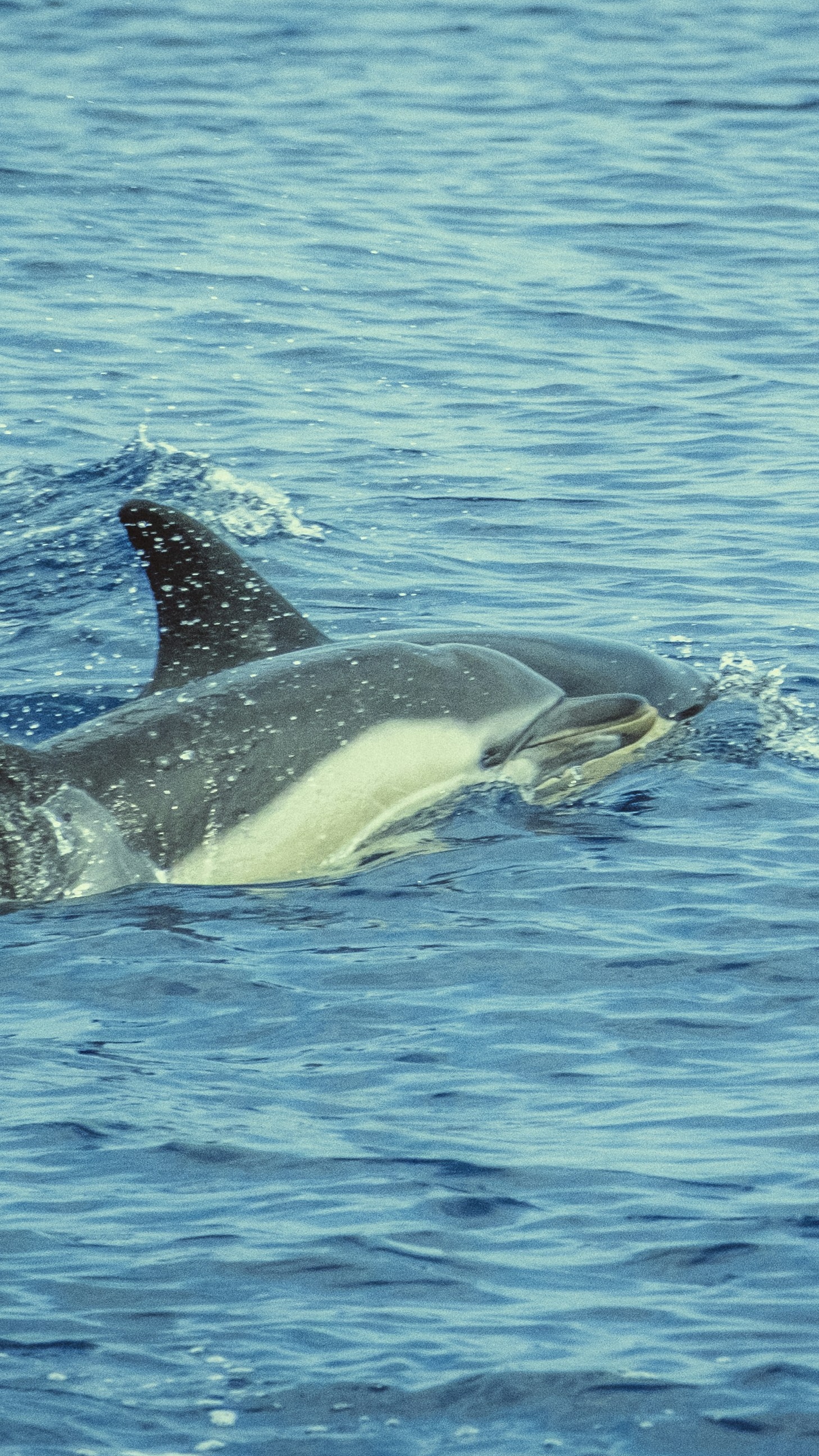 Ocean World
