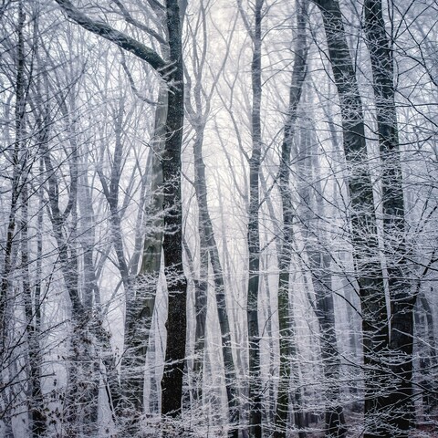 Frost Covered Winter Forest