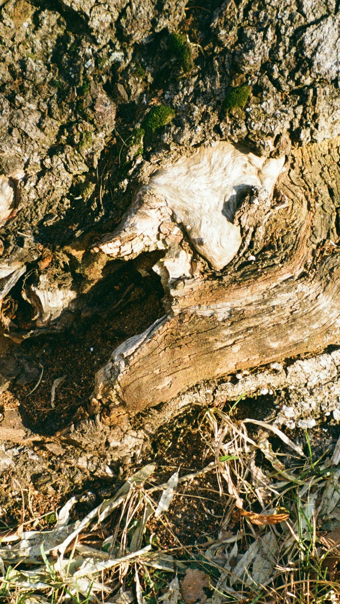 Weathered Exposed Tree Trunk