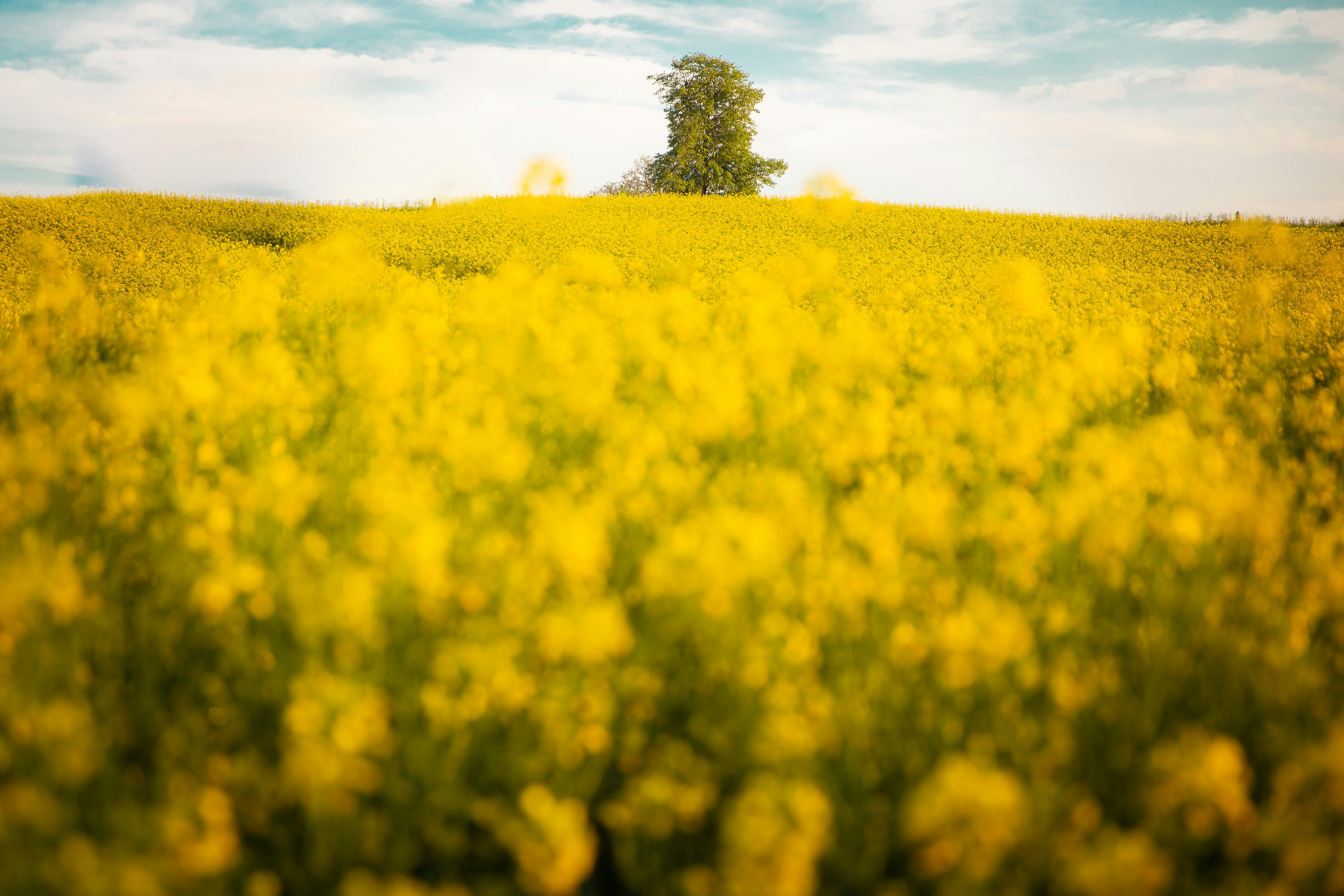 Yellow Flower Field with Lone Tree