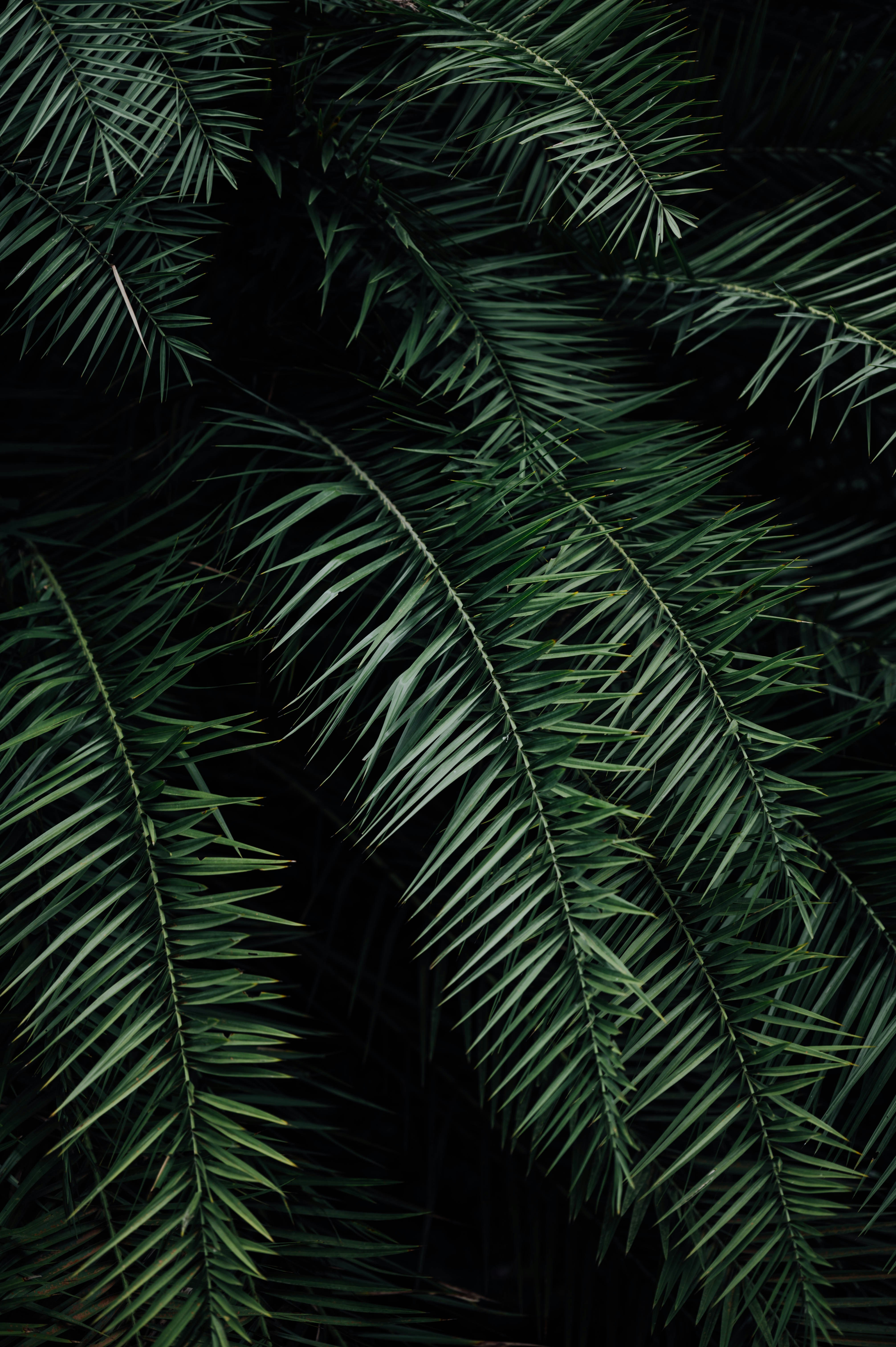 Close Up of Dark Palm Leaves