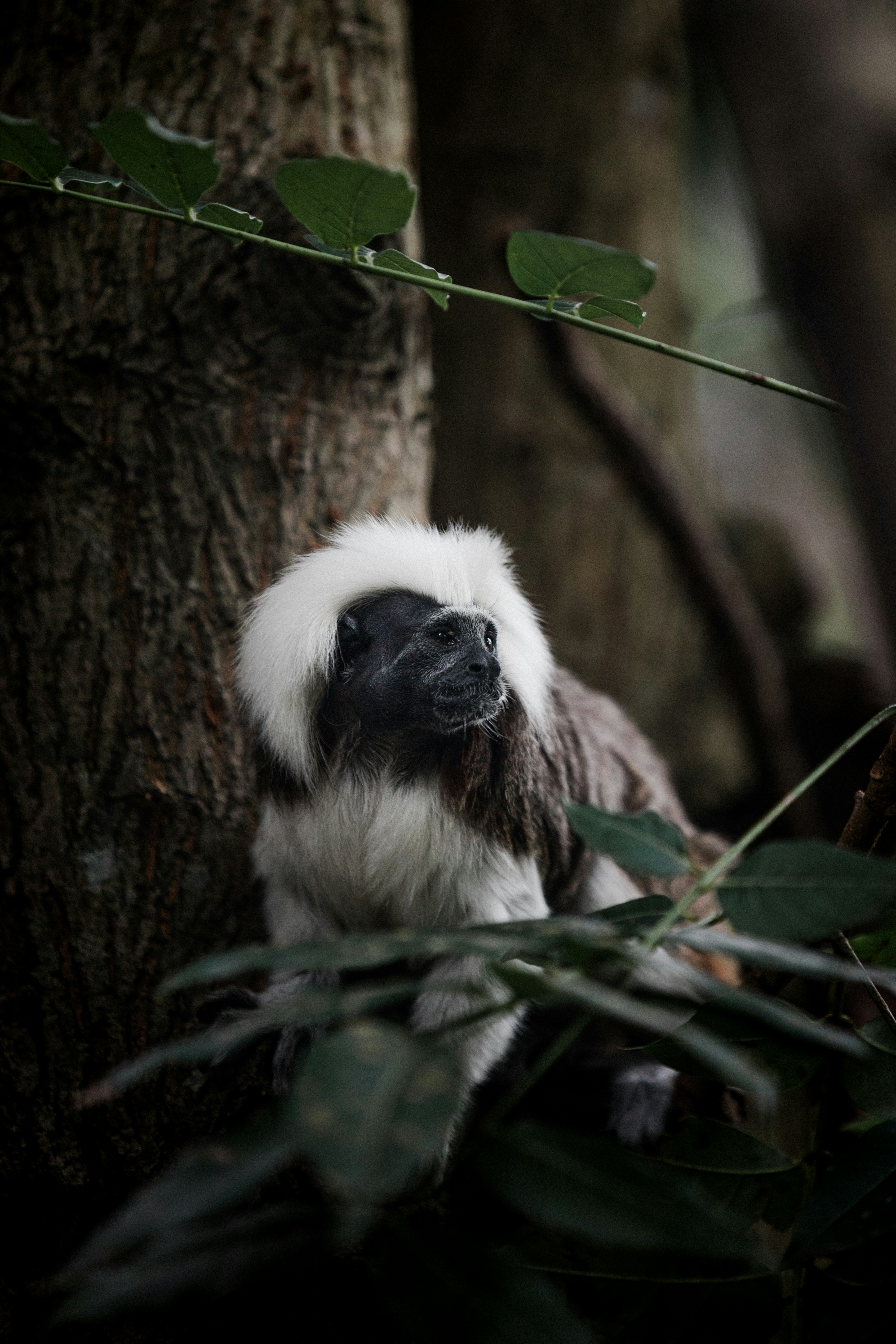 Cotton-top Tamarin In Forest