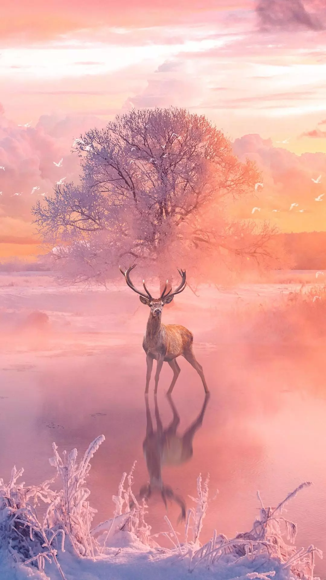 Wallpapers