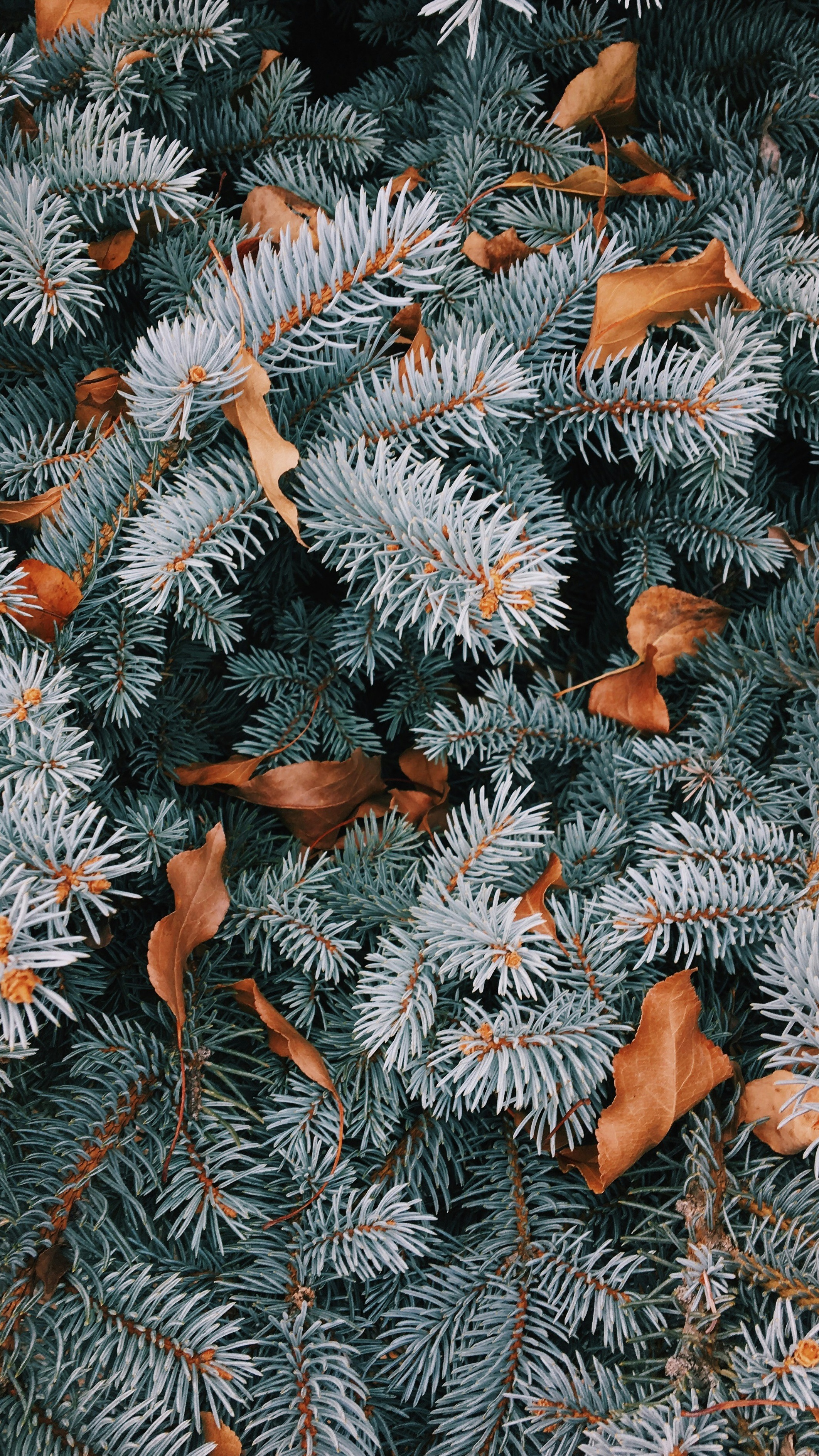 Wallpapers