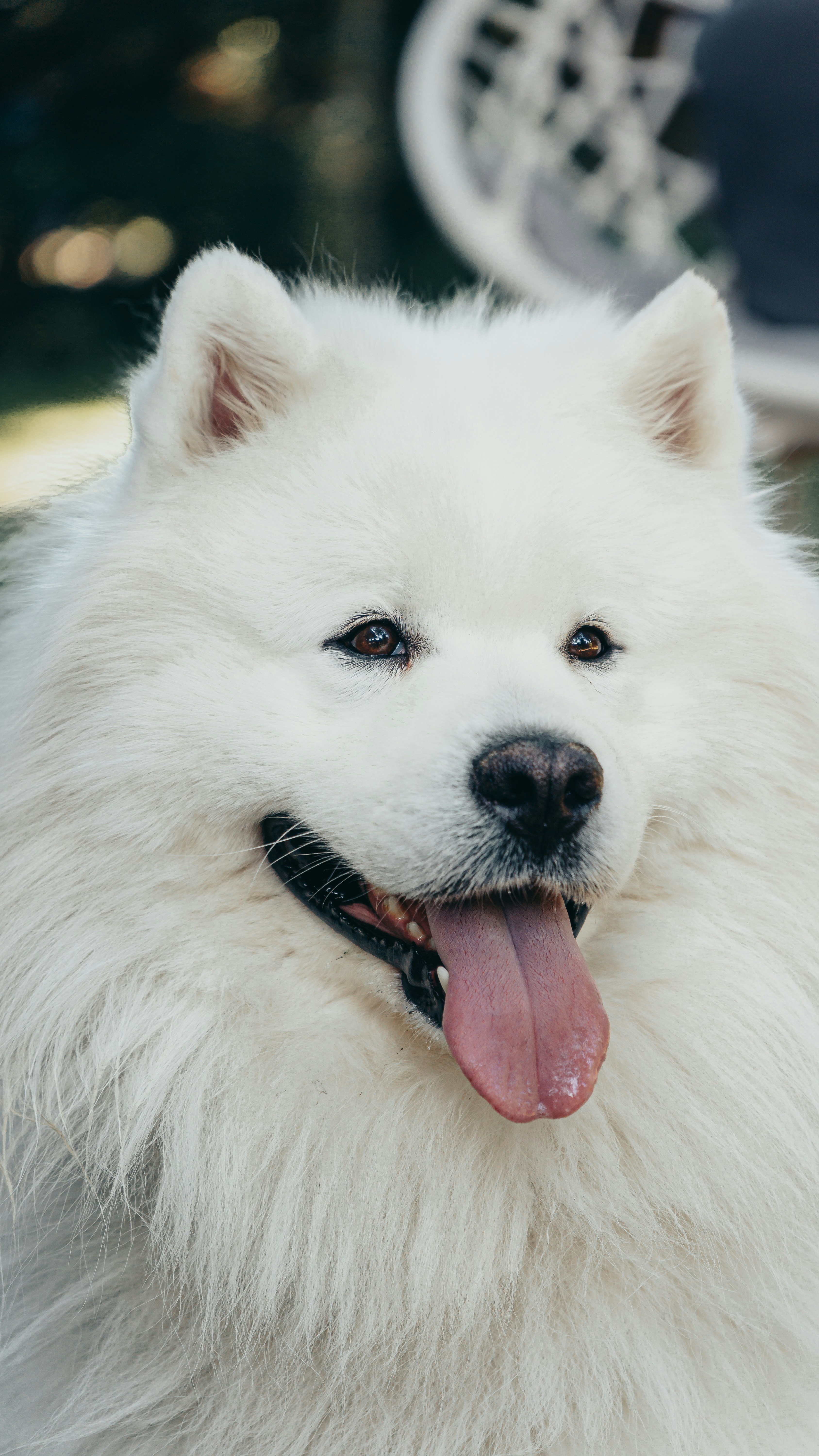 Smiling Samoyed Dog Close Up