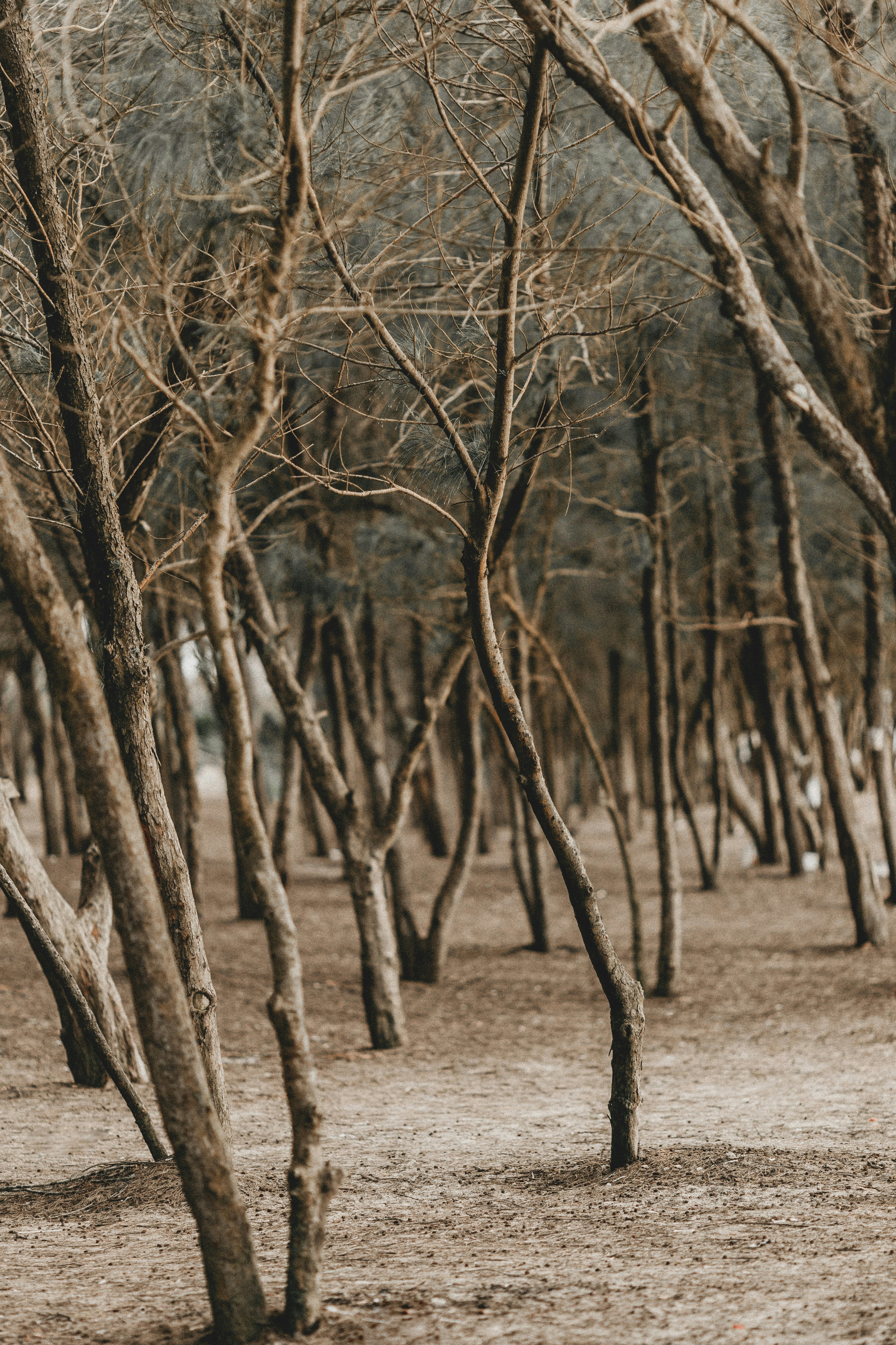 Sparse Leafless Woodland