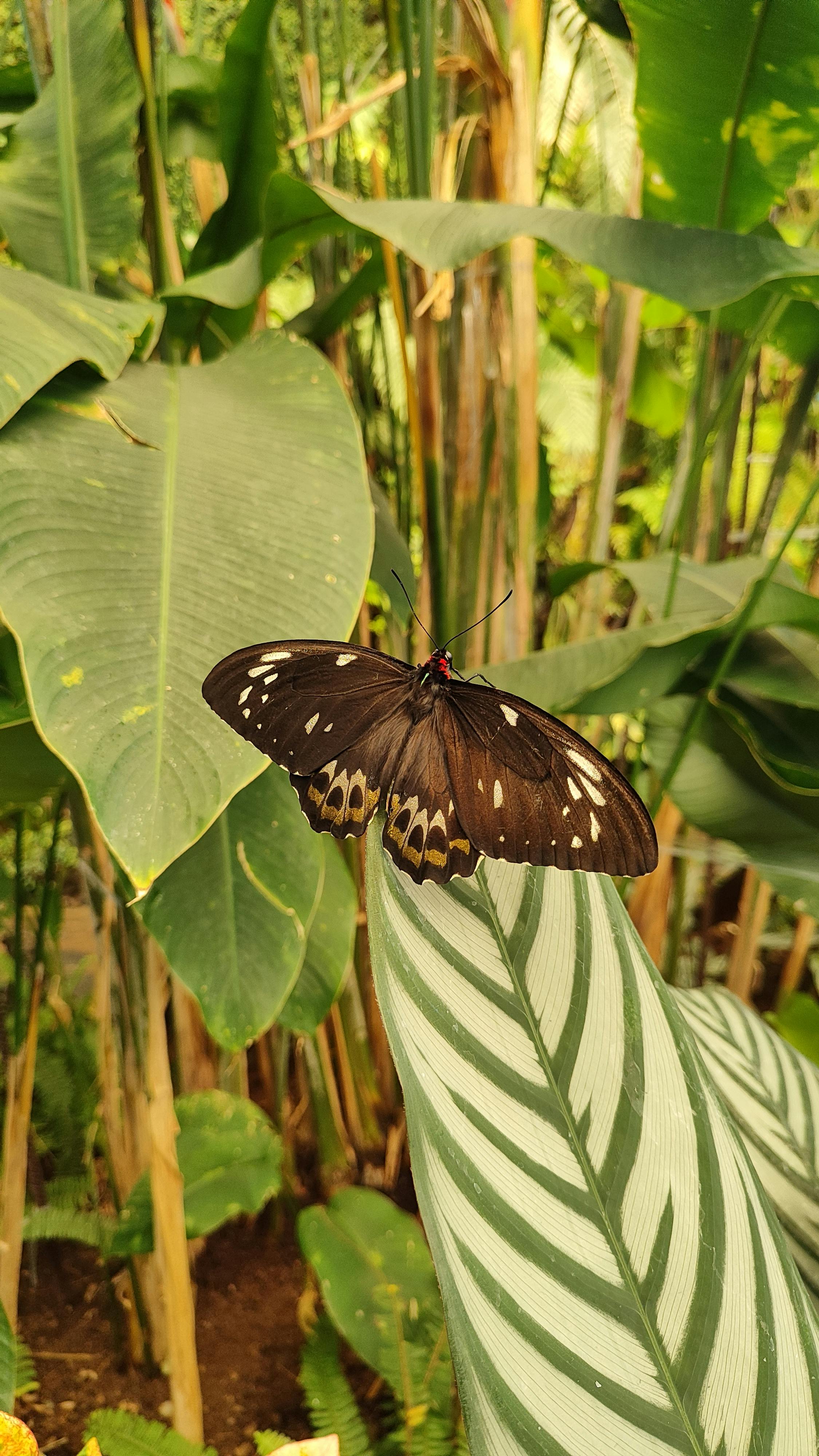 Brown Butterfly Perched on Striped Leaf