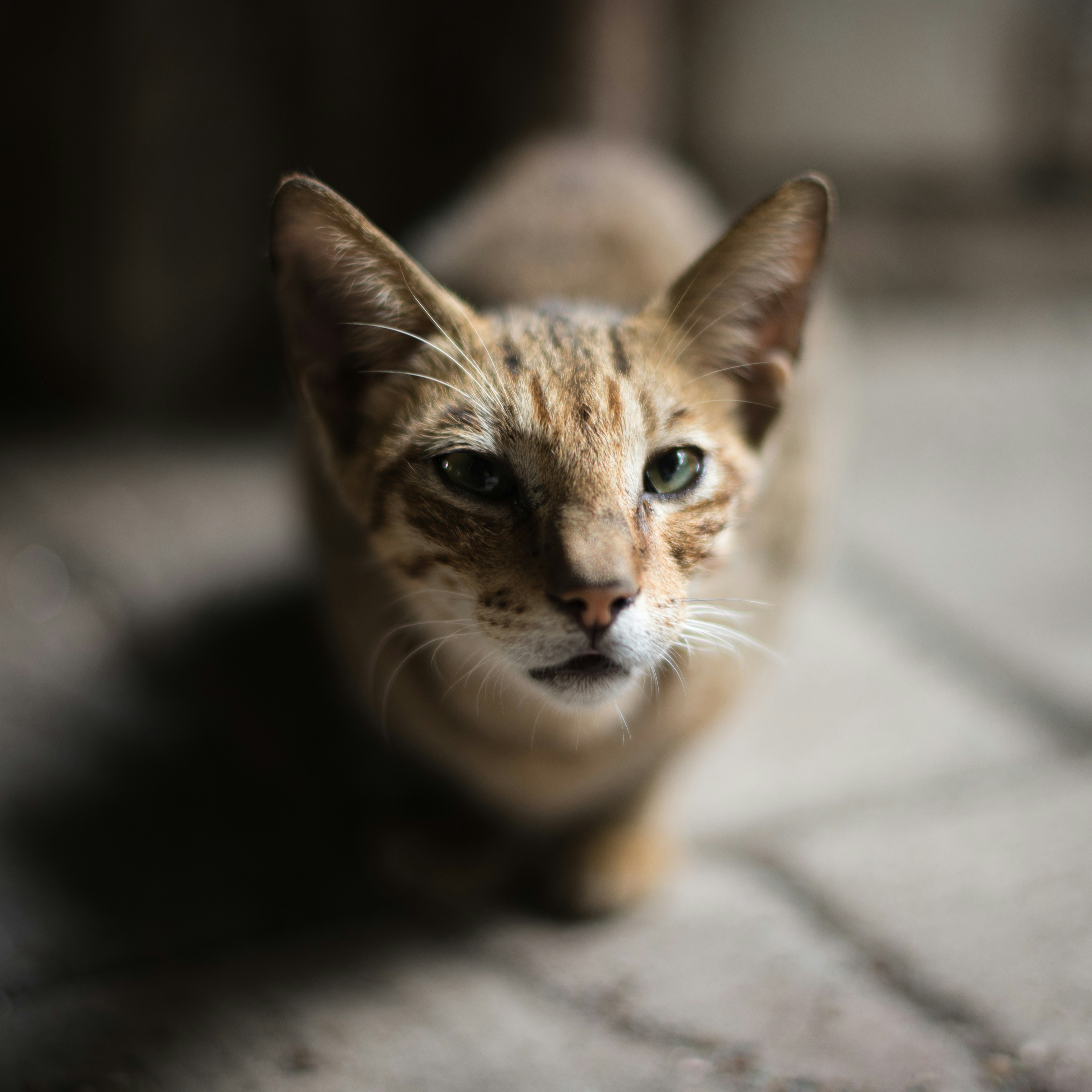 Tabby Cat Close-up Portrait