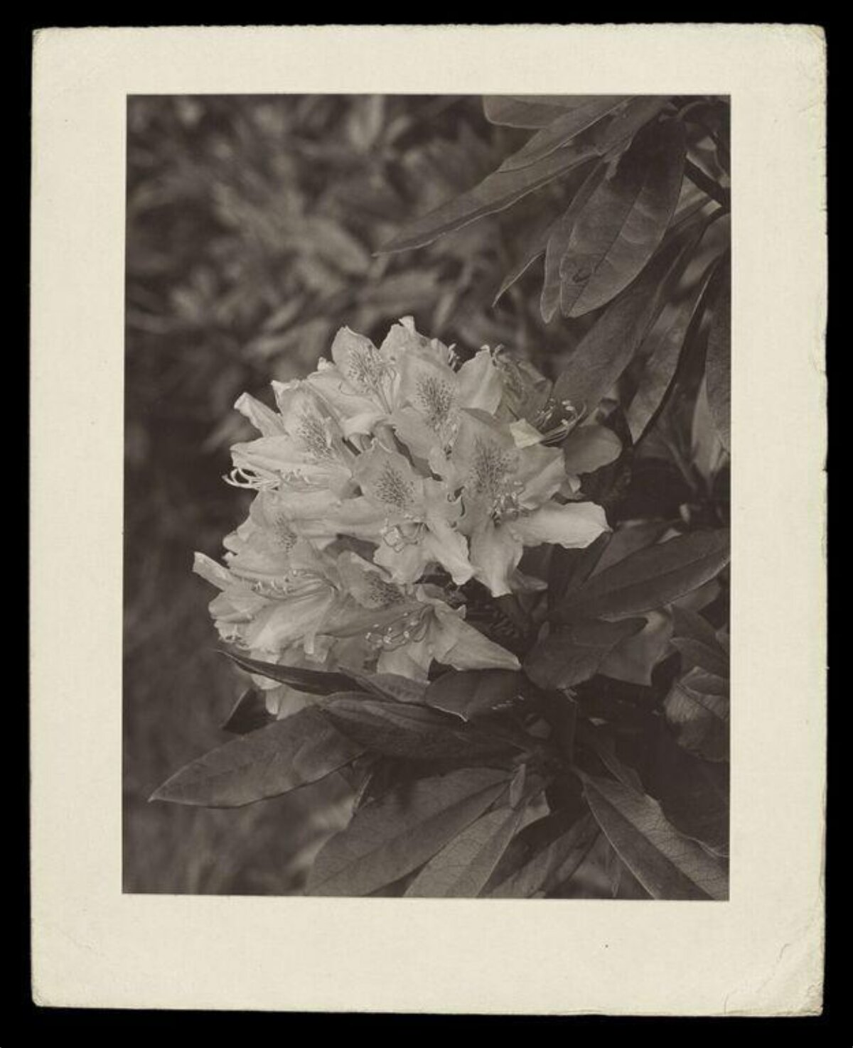 Monochrome Rhododendron Flower Cluster