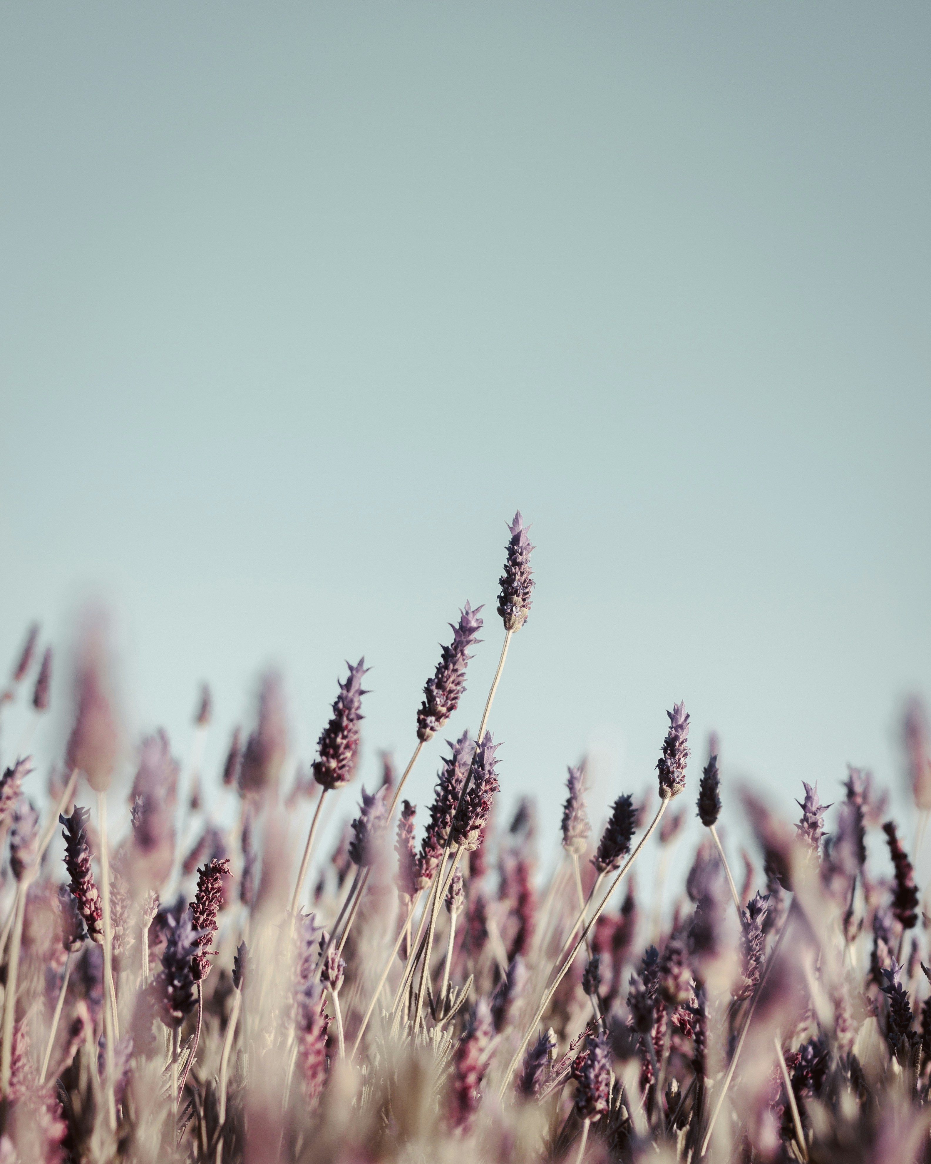 Lavender Field Under Clear Sky