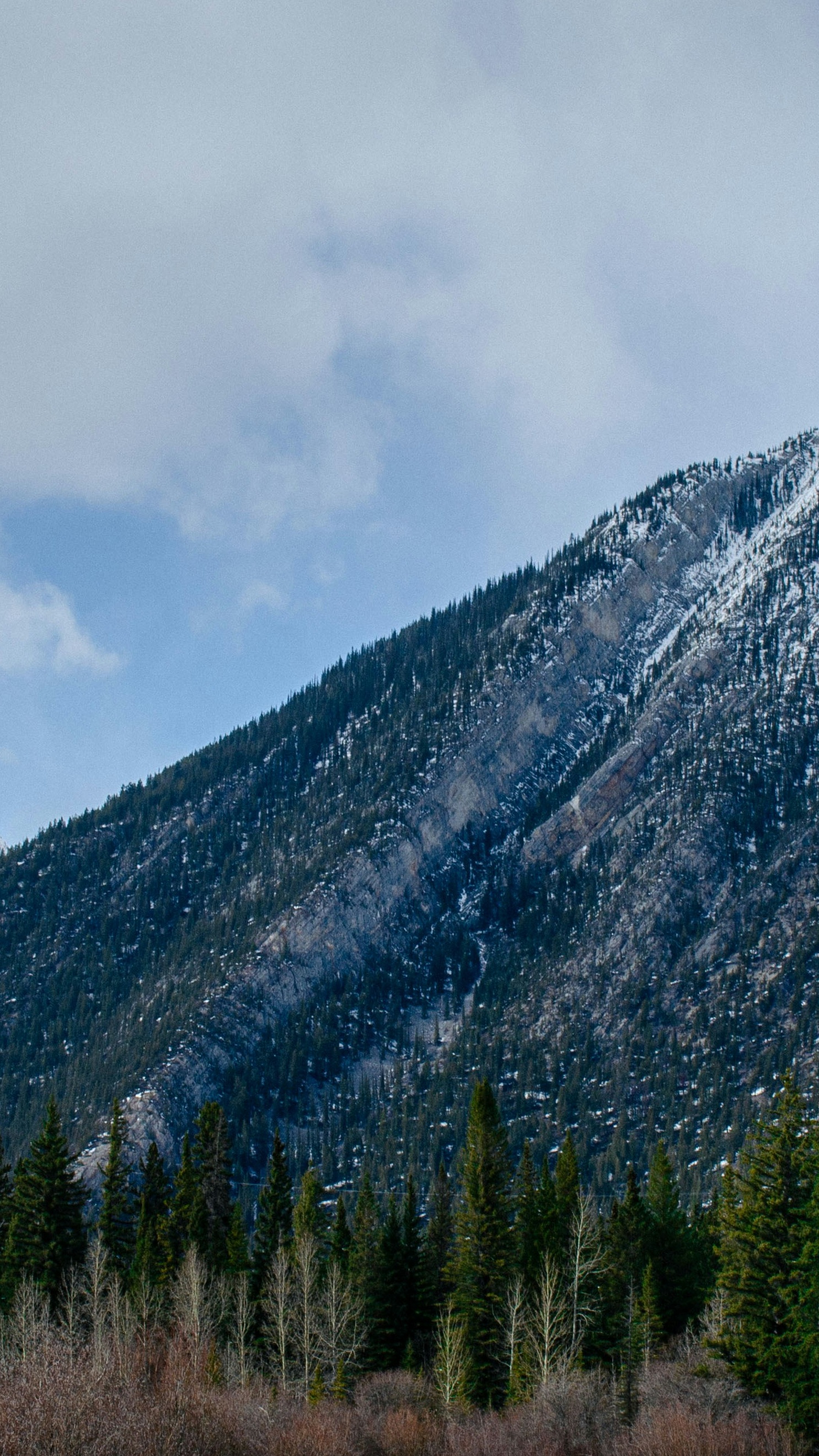 Snowy Forested Mountain Slope