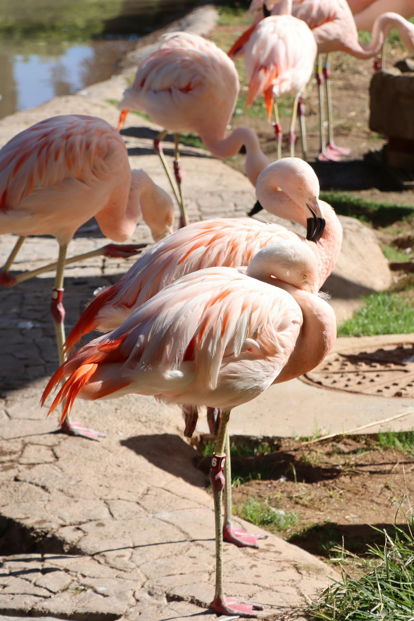 Flock of Pink Flamingos