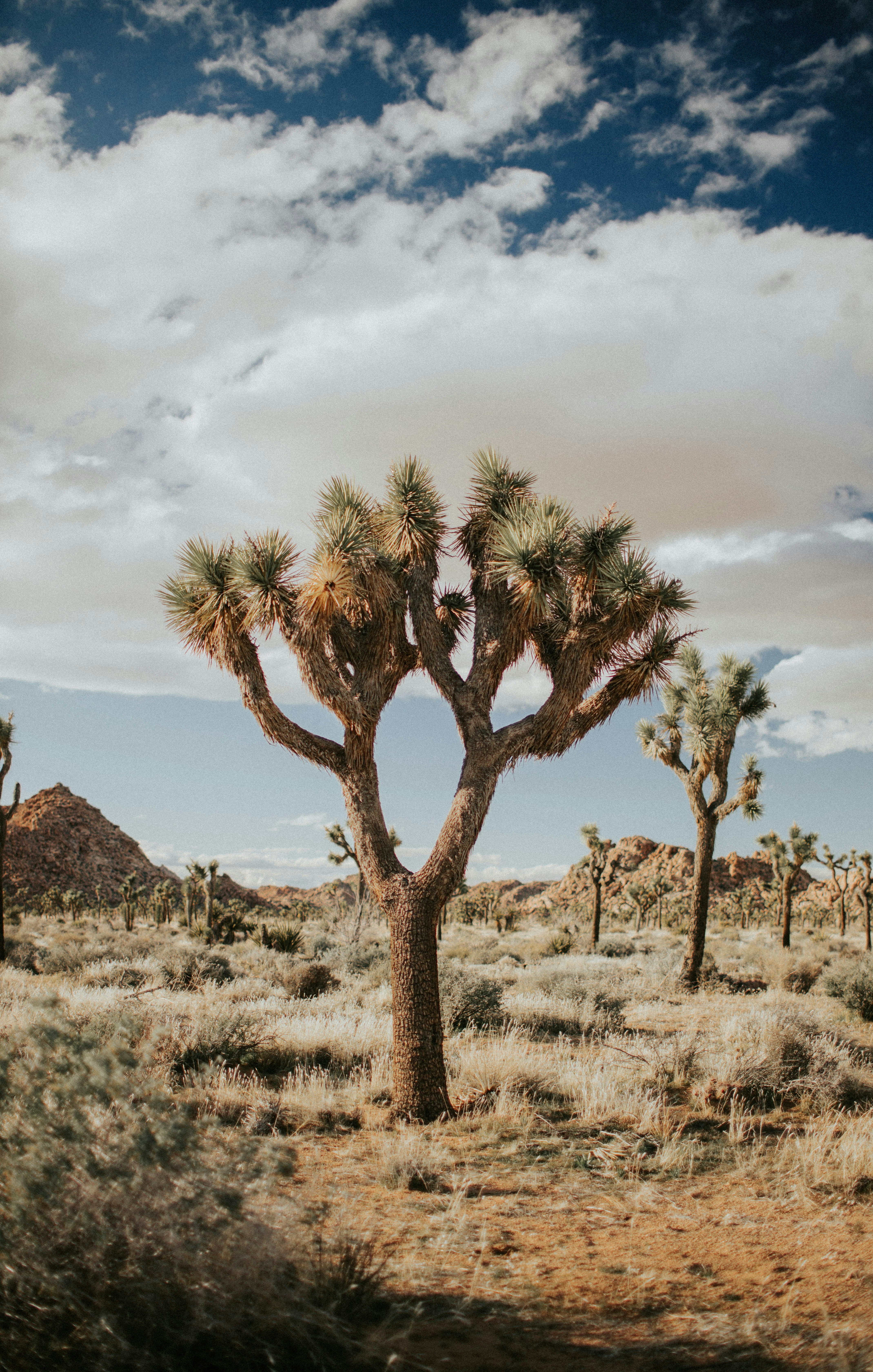 Joshua Tree Desert Landscape