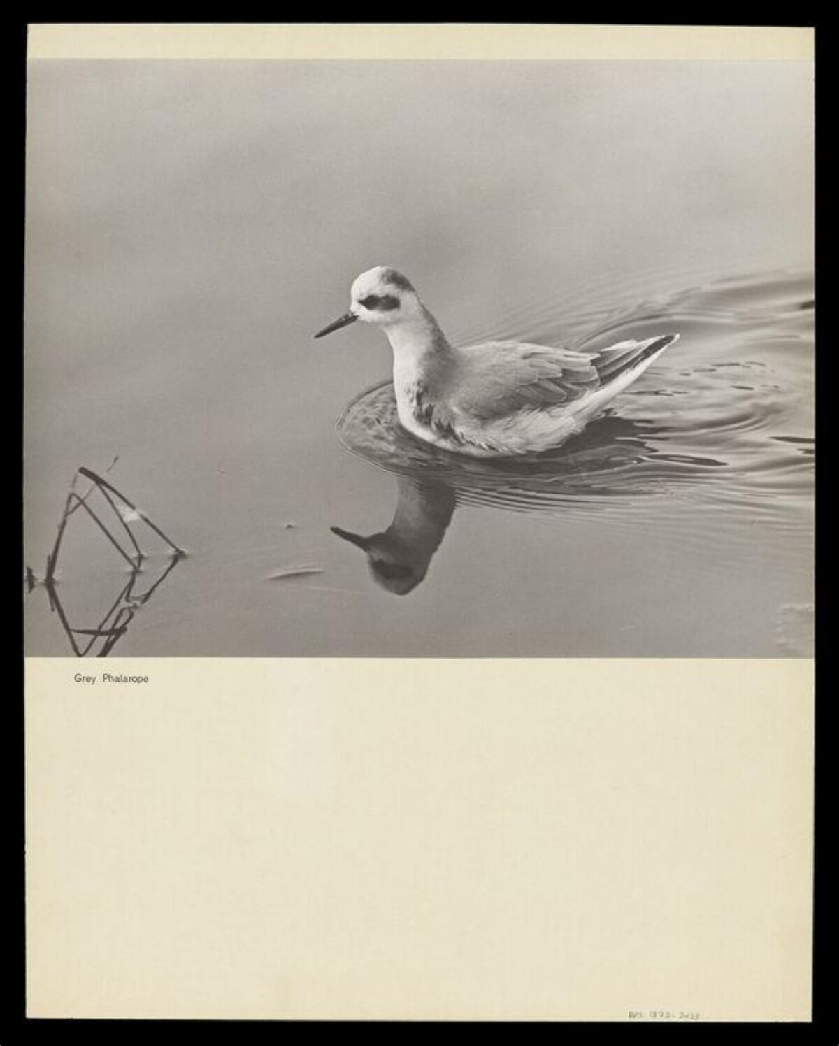 Grey Phalarope Swimming on Water