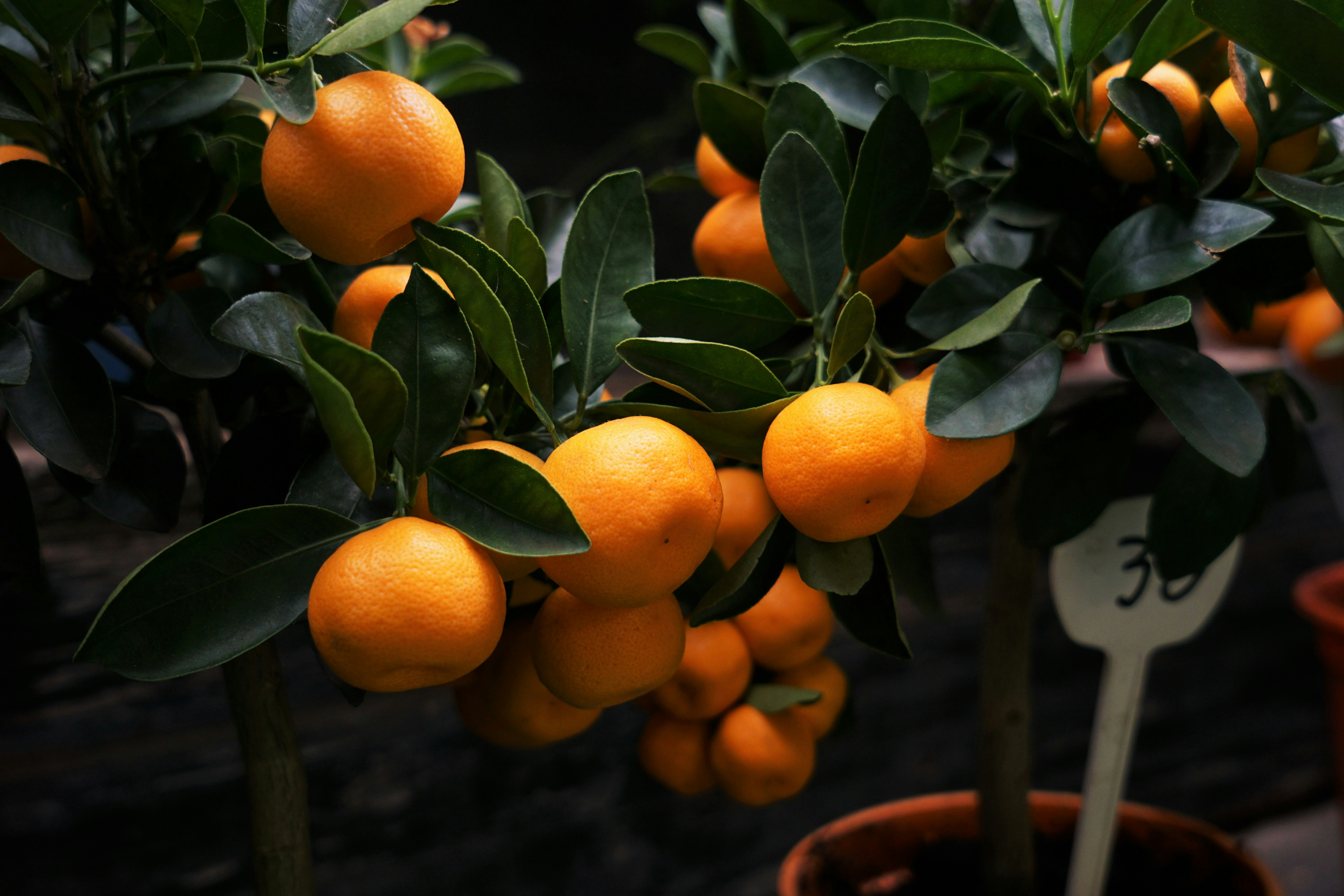 Potted Orange Tree With Ripe Fruits