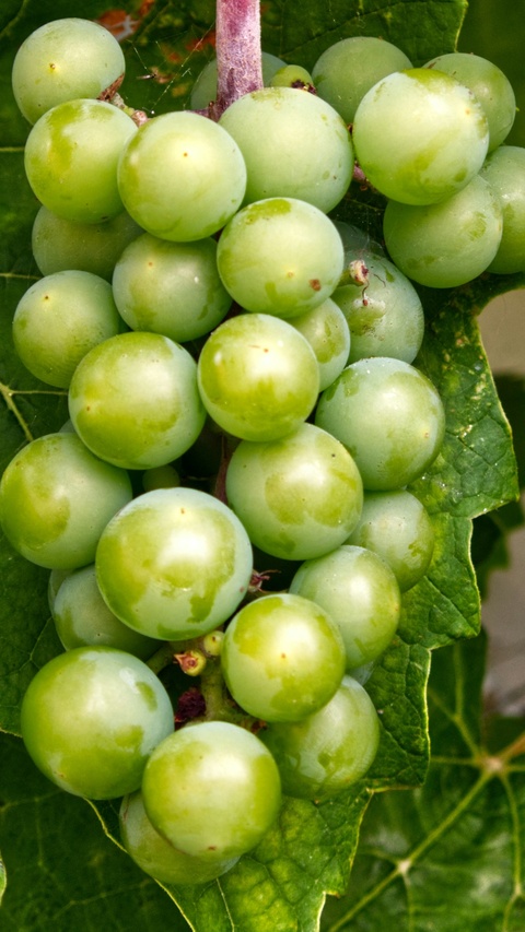 Cluster of Unripe Green Grapes