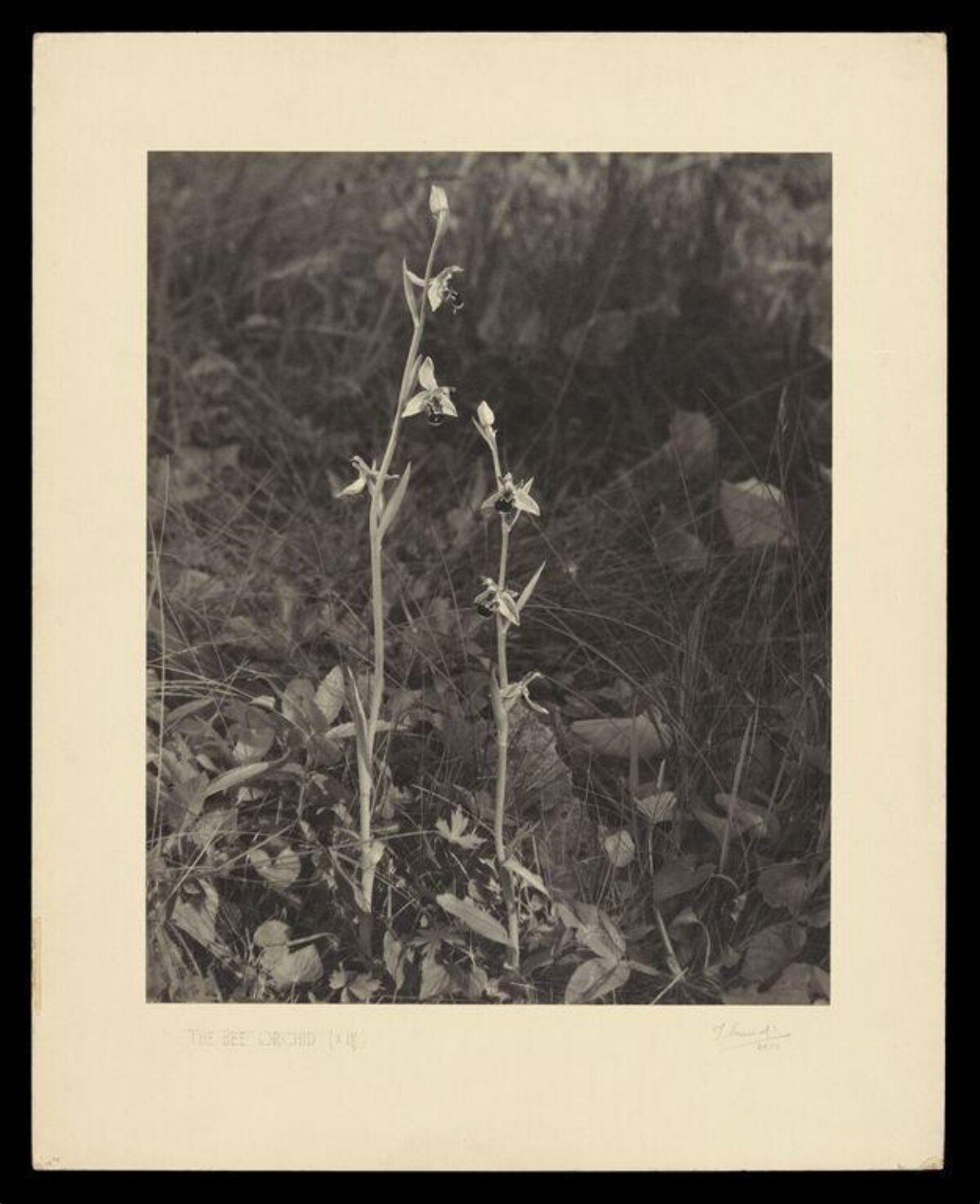 Vintage Photo of Bee Orchid