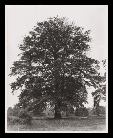 Solitary Large Tree in Open Meadow