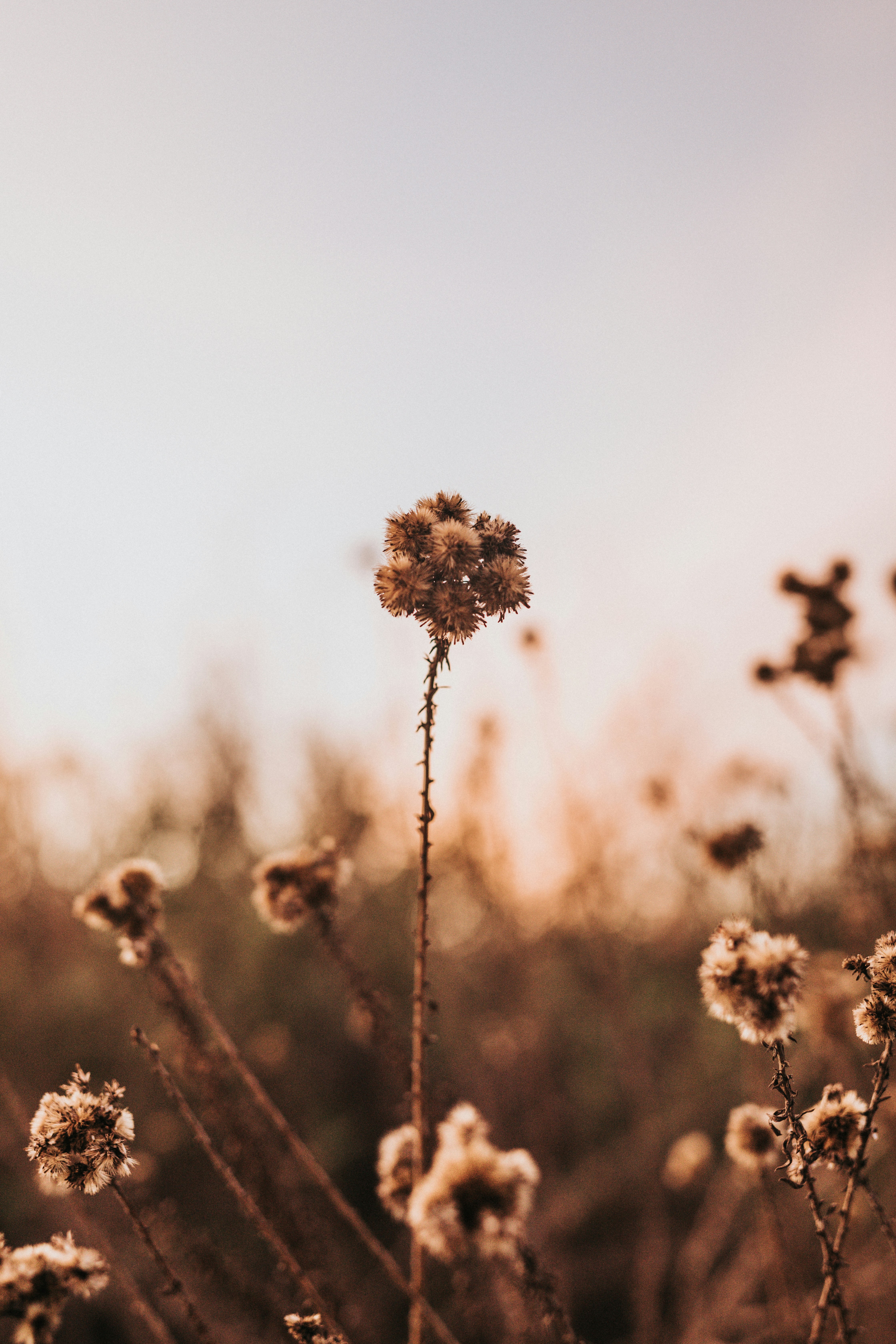 Dried Wildflowers in Autumn