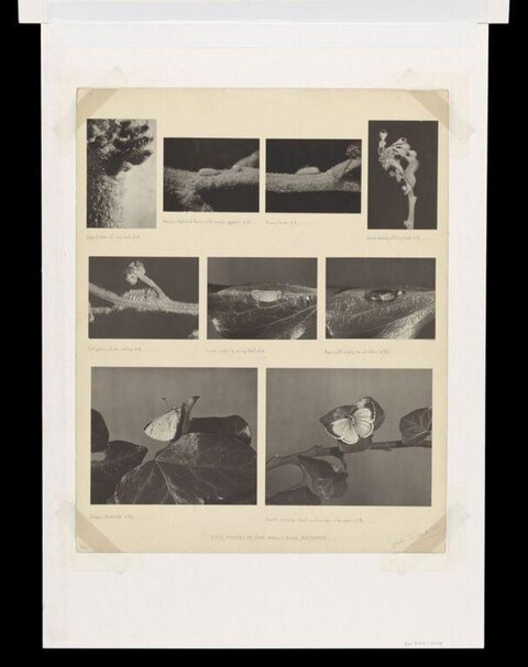 White Blue Butterfly Life History
