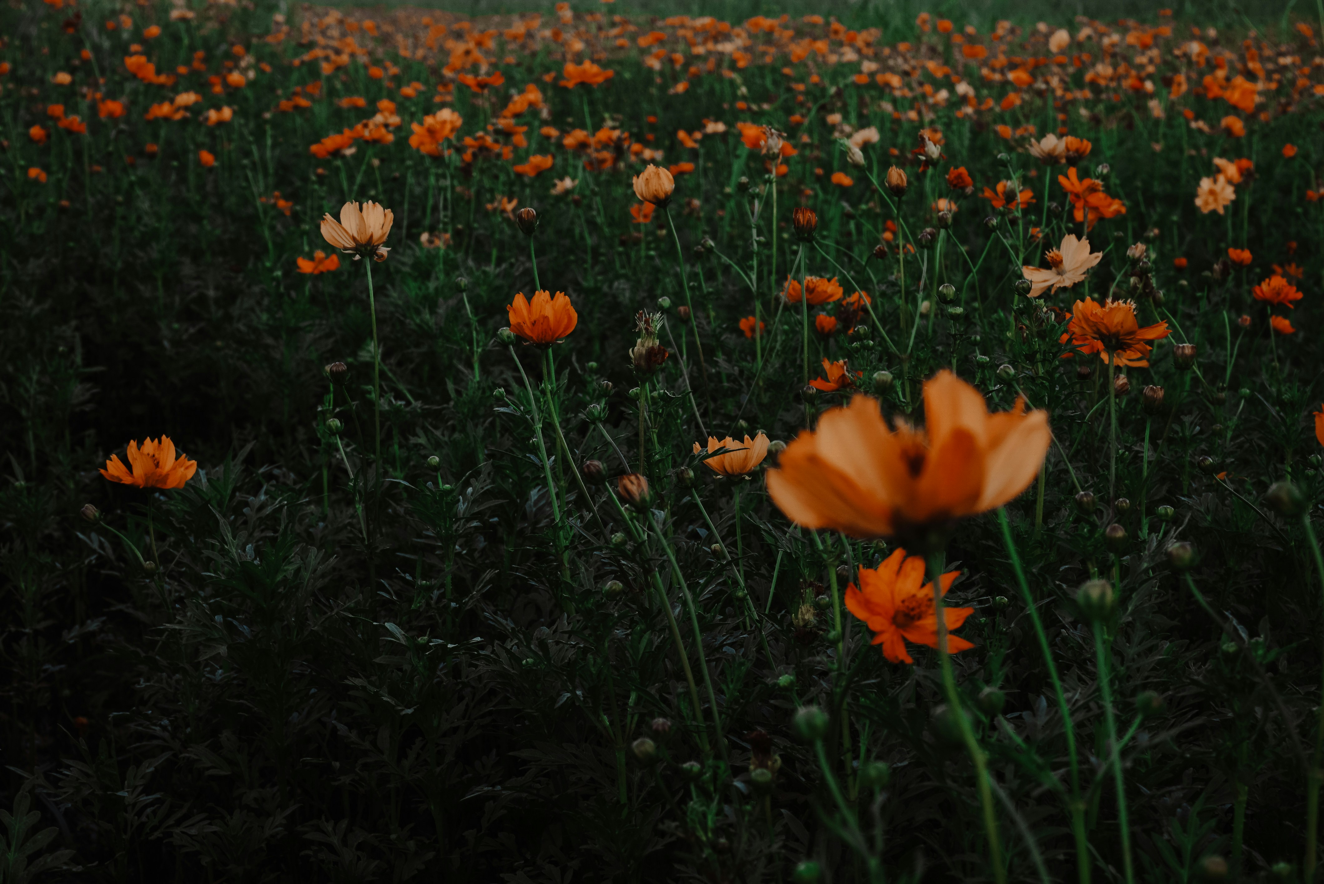 Orange Cosmos Flower Field