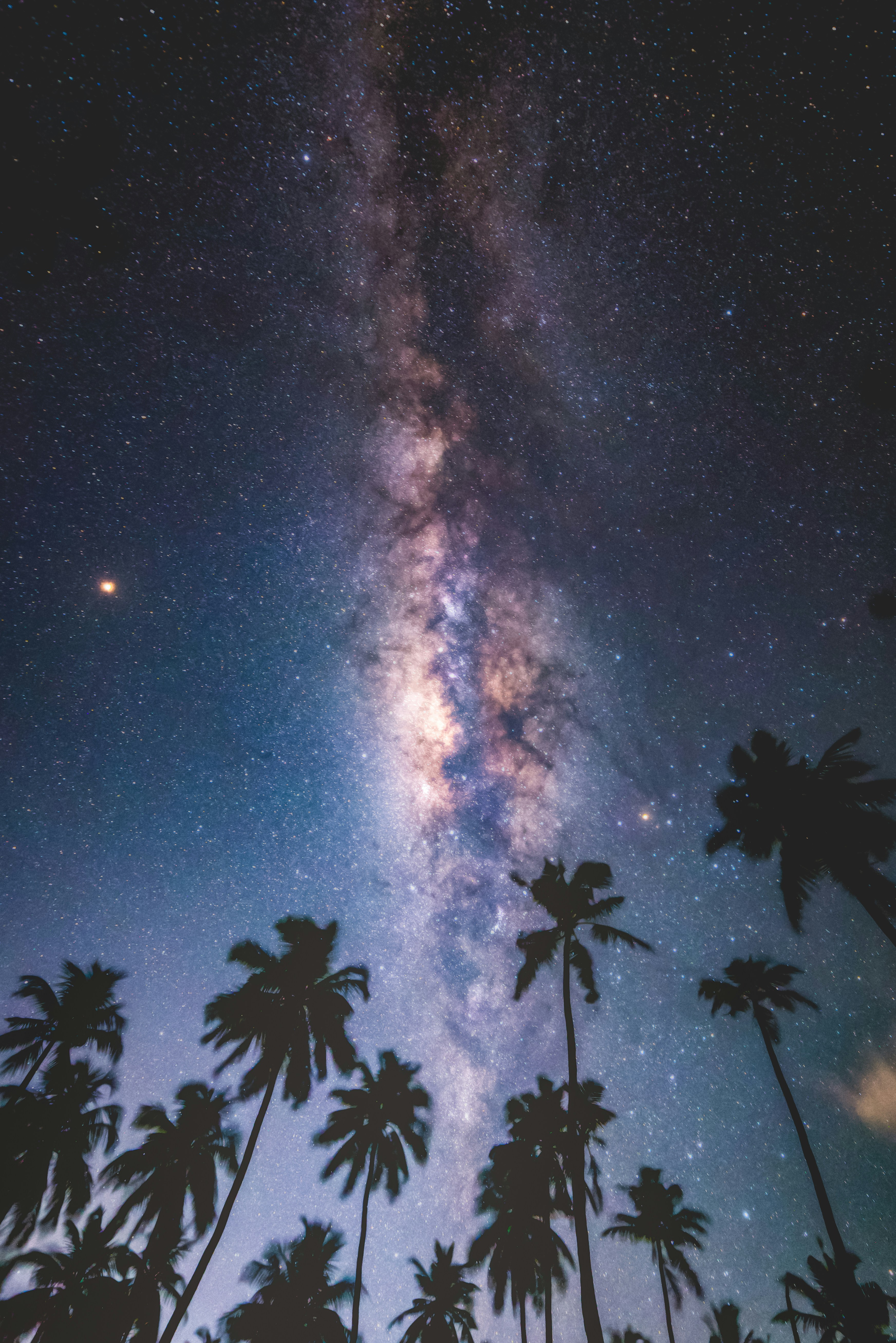 Milky Way Over Palm Trees