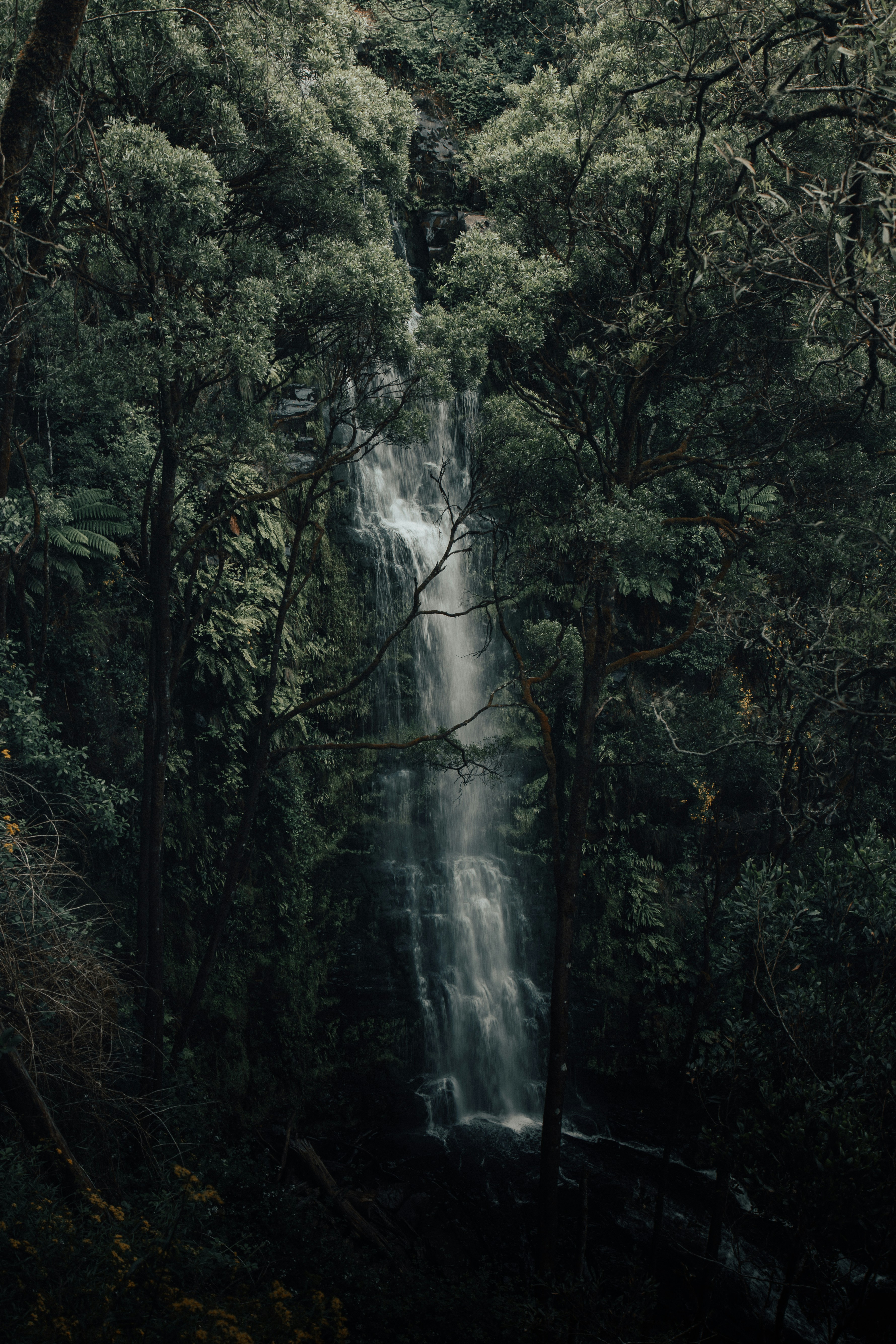 Hidden Waterfall in Dense Forest